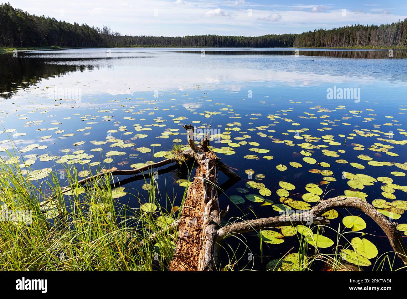 Spectaculaire lac Valgjarv dans la zone de protection du paysage Meenikunno sur une belle journée ensoleillée d'été, entouré d'une forêt luxuriante, Estonie Banque D'Images