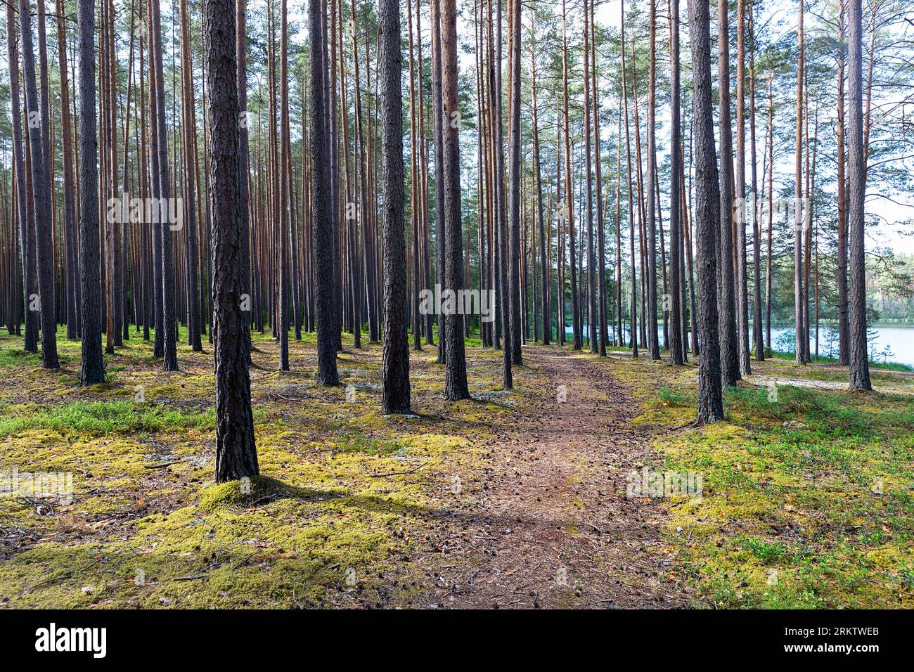 Un patk de randonnée dans une belle forêt de pins dans meenikunno zone protégée près du lac valgojarv dans la lumière du matin dans la partie sud-est de l'Estonie Banque D'Images
