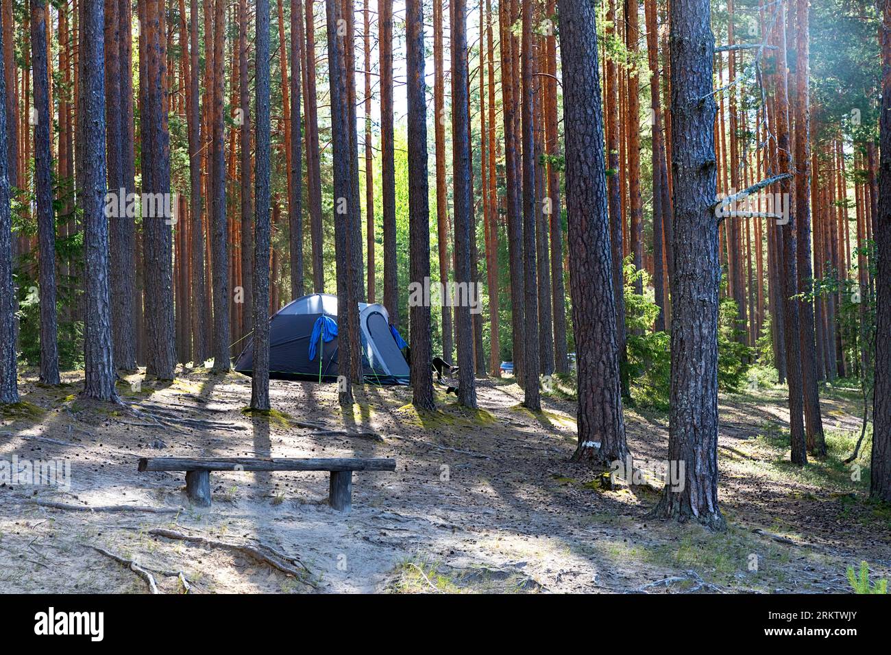 Une tente au milieu de la belle forêt de pins près du lac Valgojarv dans la zone protégée Meenikunno sur un beau matin d'été, Estonie Banque D'Images