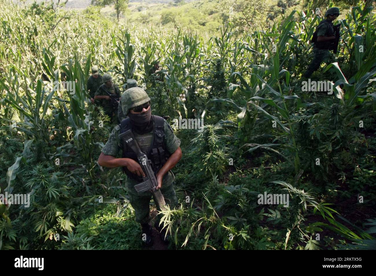 Bildnummer : 58561957 Datum : 06.10.2012 Copyright : imago/Xinhua des éléments de l'armée mexicaine participent à la destruction et à l'incinération d'un champ de marijuana, dans la municipalité de Guachinango, État de Jalisco, ouest du Mexique, le 6 octobre 2012. (Xinhua/Xolo)(zyw) MEXICO-GUACHINANGO-DRUGS PUBLICATIONxNOTxINxCHN Gesellschaft Militär Drogen Drogenfund marihuana Marihuanafeld Cannabis Plantage Illegal Hanfplantage x2x xds 2012 quer Aufmacher o0 Hanf Vernichtung vernichten Soldat 58561957 Date 06 10 2012 Copyright Imago XINHUA un élément de l'armée MEXICAINE participe à la destruction et à l'inci Banque D'Images