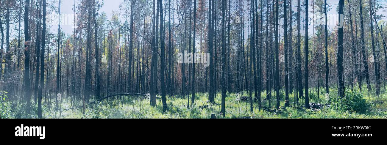 Panorama de pins brûlés après un incendie de forêt. Le feu se déplaçait dans une bande dans le vent dans le niveau inférieur de la forêt et brûlait des branches d'arbres Banque D'Images