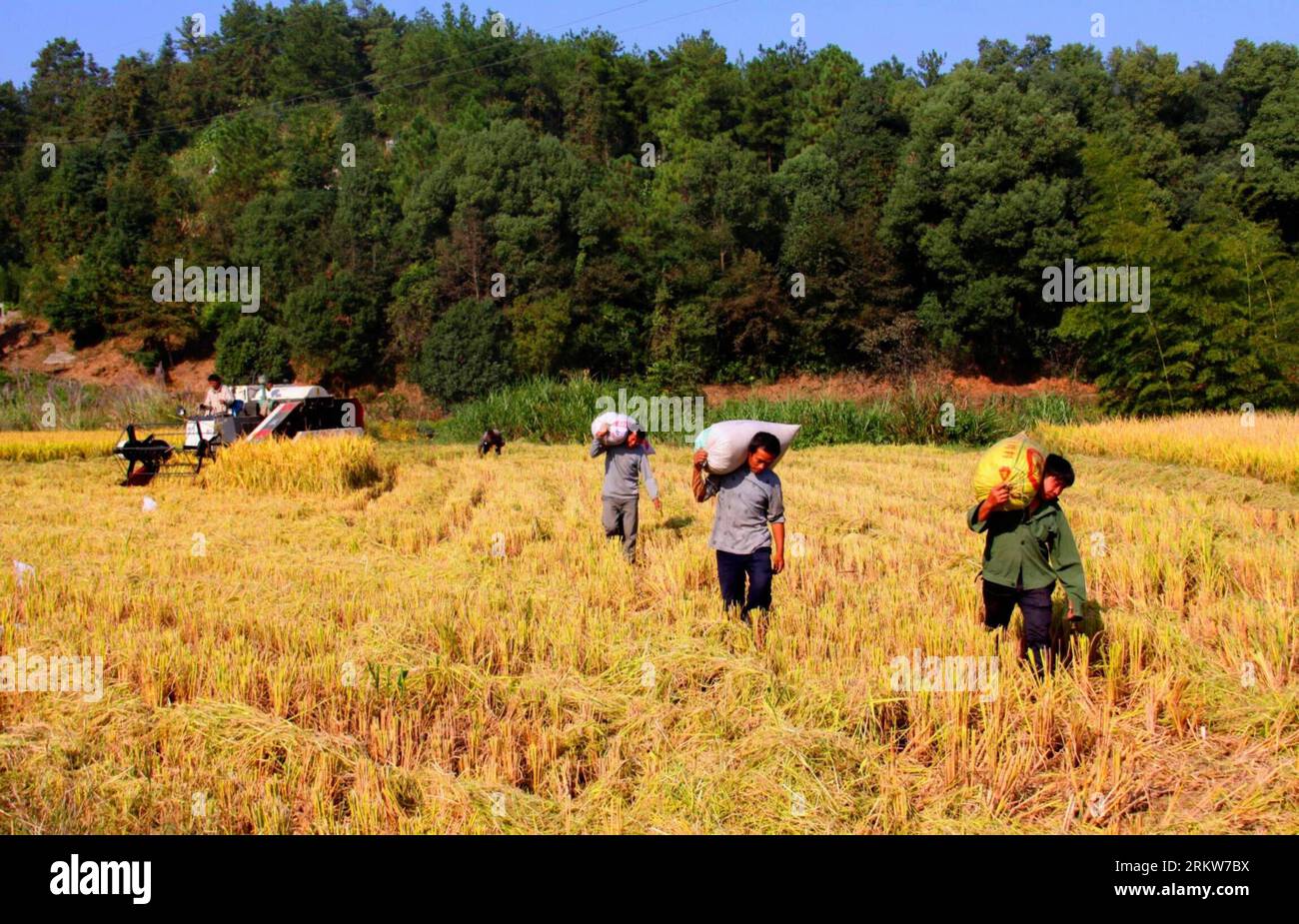 Bildnummer : 58627470 Datum : 24.10.2012 Copyright : imago/Xinhua (121025) -- YICHUN, 25 octobre 2012 (Xinhua) -- les agriculteurs récoltent du riz dans le village de Changping, dans le comté de Jing an, province de Jiangxi dans l'est de la Chine, 24 octobre 2012. Environ 36 000 hectares de riz de fin de saison dans le Jiangxi sont entrés dans la mer de récolte. On estime que la production de riz du Jiangxi cette année dépassera un record de 20,5 milliards de kilogrammes. (Xinhua/Xu Zhongting) (yxb) CHINE-JIANGXI-YICHUN-RÉCOLTE DE RIZ DE FIN DE SAISON(CN) PUBLICATIONxNOTxINxCHN Wirtschaft Landwirtschaft Ernte Reis Reisernte xjh x0x 2012 quer 58627470 Date 24 10 2012 COP Banque D'Images