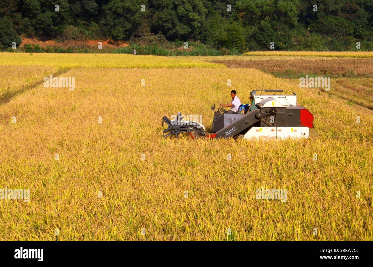 Bildnummer : 58627468 Datum : 24.10.2012 Copyright : imago/Xinhua (121025) -- YICHUN, 25 octobre 2012 (Xinhua) -- Un agriculteur récolte du riz dans le village de Changping, dans le comté de Jing an, dans l'est de la Chine, province de Jiangxi, 24 octobre 2012. Environ 36 000 hectares de riz de fin de saison dans le Jiangxi sont entrés dans la mer de récolte. On estime que la production de riz du Jiangxi cette année dépassera un record de 20,5 milliards de kilogrammes. (Xinhua/Xu Zhongting) (yxb) CHINE-JIANGXI-YICHUN-RÉCOLTE DE RIZ DE FIN DE SAISON(CN) PUBLICATIONxNOTxINxCHN Wirtschaft Landwirtschaft Ernte Reis Reisernte xjh x0x 2012 quer 58627468 Date 24 10 2012 C Banque D'Images