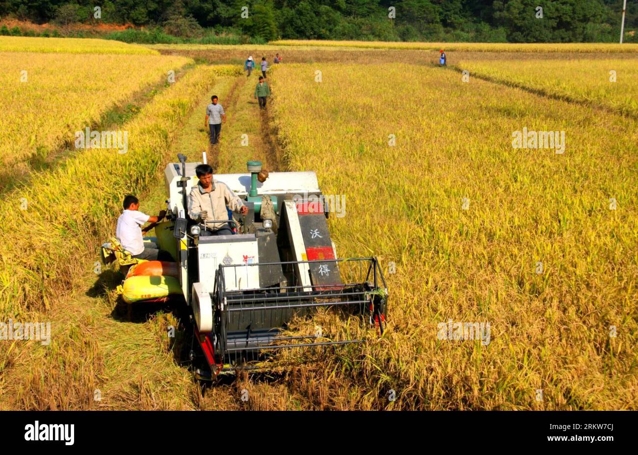 Bildnummer : 58627467 Datum : 24.10.2012 Copyright : imago/Xinhua (121025) -- YICHUN, 25 octobre 2012 (Xinhua) -- les agriculteurs récoltent du riz dans le village de Changping, dans le comté de Jing an, province de Jiangxi dans l'est de la Chine, 24 octobre 2012. Environ 36 000 hectares de riz de fin de saison dans le Jiangxi sont entrés dans la mer de récolte. On estime que la production de riz du Jiangxi cette année dépassera un record de 20,5 milliards de kilogrammes. (Xinhua/Xu Zhongting) (yxb) CHINE-JIANGXI-YICHUN-RÉCOLTE DE RIZ DE FIN DE SAISON(CN) PUBLICATIONxNOTxINxCHN Wirtschaft Landwirtschaft Ernte Reis Reisernte xjh x0x 2012 quer 58627467 Date 24 10 2012 COP Banque D'Images