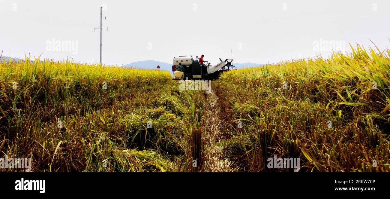 Bildnummer : 58627472 Datum : 24.10.2012 Copyright : imago/Xinhua (121025) -- YICHUN, 25 octobre 2012 (Xinhua) -- les agriculteurs récoltent du riz dans le village de Changping, dans le comté de Jing an, province de Jiangxi dans l'est de la Chine, 24 octobre 2012. Environ 36 000 hectares de riz de fin de saison dans le Jiangxi sont entrés dans la mer de récolte. On estime que la production de riz du Jiangxi cette année dépassera un record de 20,5 milliards de kilogrammes. (Xinhua/Xu Zhongting) (yxb) CHINE-JIANGXI-YICHUN-RÉCOLTE DE RIZ DE FIN DE SAISON(CN) PUBLICATIONxNOTxINxCHN Wirtschaft Landwirtschaft Ernte Reis Reisernte xjh x0x 2012 quer 58627472 Date 24 10 2012 COP Banque D'Images