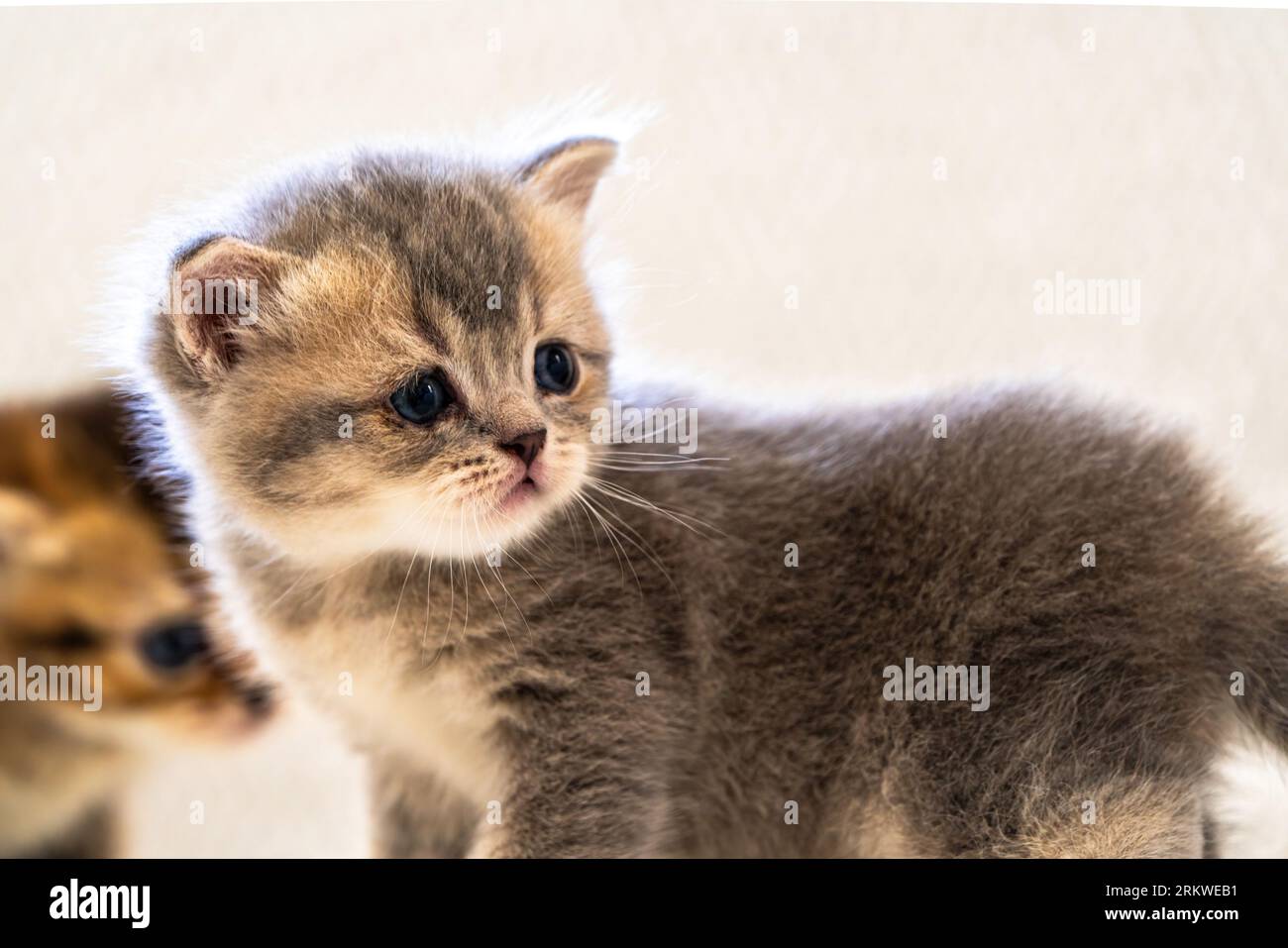 Un nouveau-né chat errant chaton dans le nid. Banque D'Images