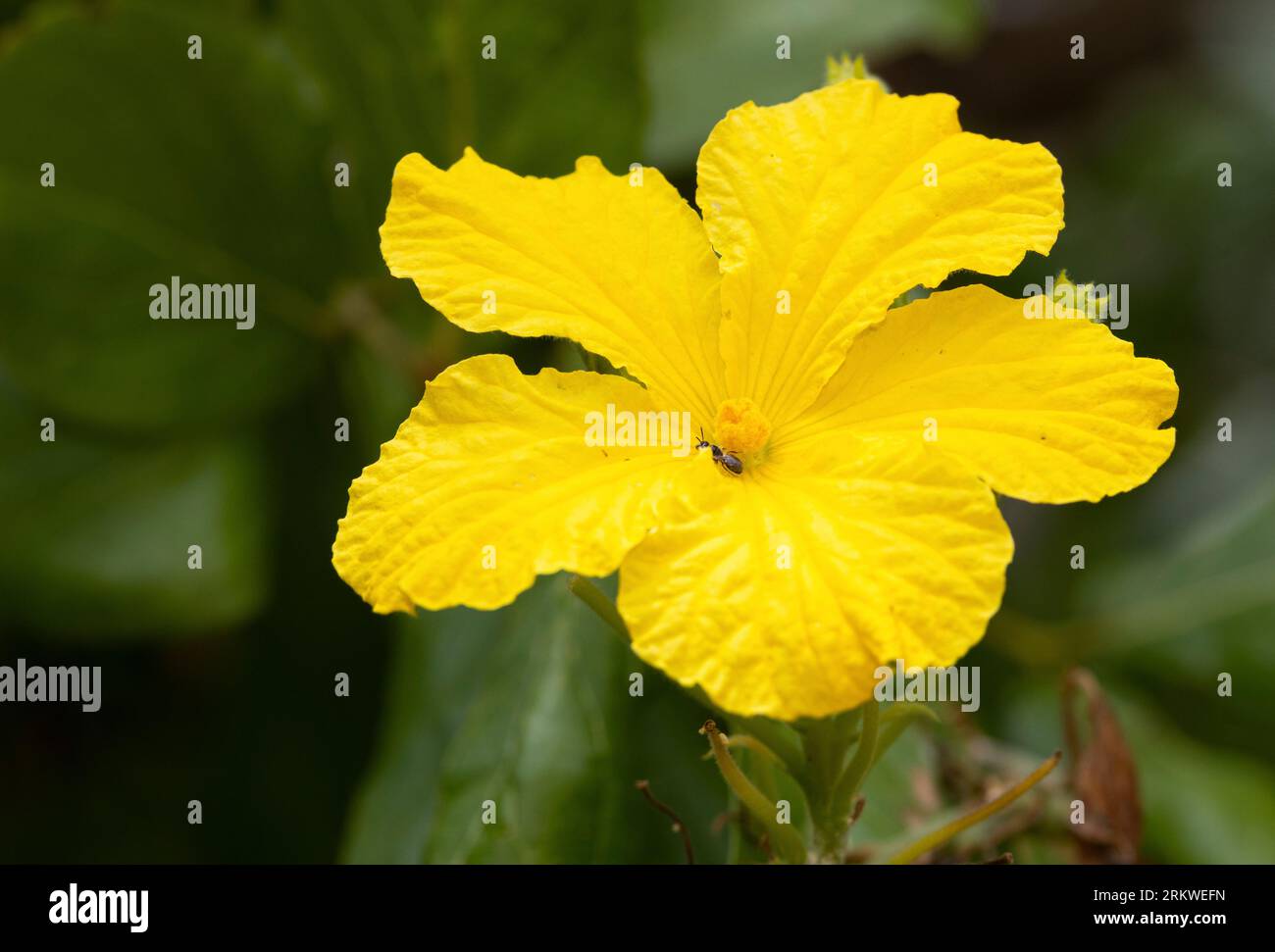 La fleur jaune chrome vif de la Creeper sauvage concombre est commune dans les broussailles sèches et les prairies en Afrique de l'est. Ils ont des fruits jaunes distinctifs. Banque D'Images