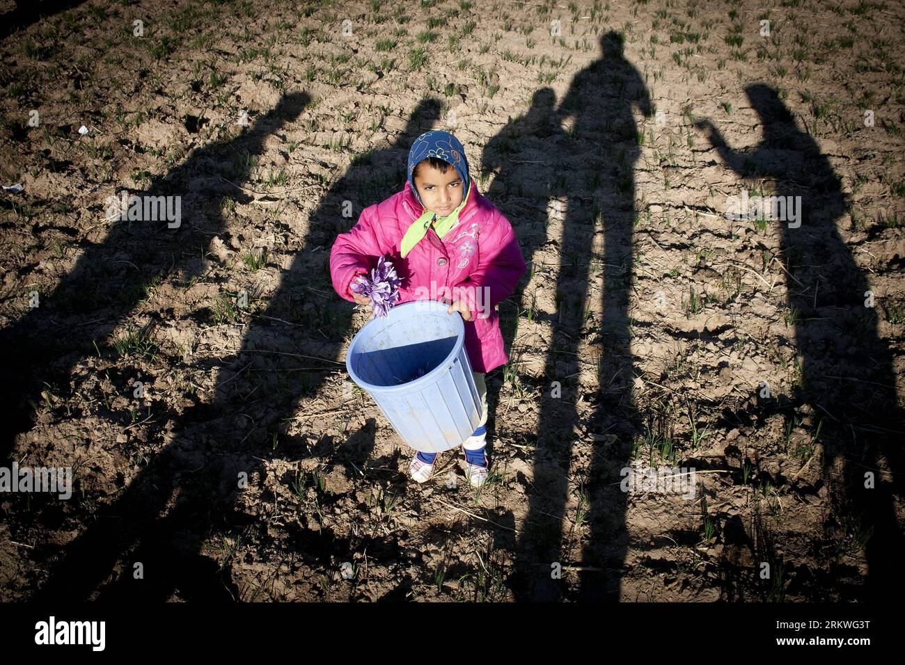 Bildnummer : 58684472 Datum : 09.11.2012 Copyright : imago/Xinhua (121110) -- TORBAT-E HEIDARIEH, 10 novembre 2012 (Xinhua) -- une fillette iranienne arrache des fleurs de safran dans un champ de safran près de Torbat-E Heidarieh, au nord-est de l'Iran, le 9 novembre 2012. L'Iran est le principal producteur de safran dans le monde et produit 95 pour cent de la demande mondiale. (Xinhua/Ahmad Halabisaz) (lyx) IRAN-TORBAT-E HEIDARIEH-SAFFRON PUBLICATIONxNOTxINxCHN Wirtschaft Landwirtschaft Ernte Blumen Krokus xjh x0x 2012 quer Highlight 58684472 Date 09 11 2012 Copyright Imago XINHUA Torbat e nov 10 2012 XINHUA à Iranian Girl Pluck Banque D'Images