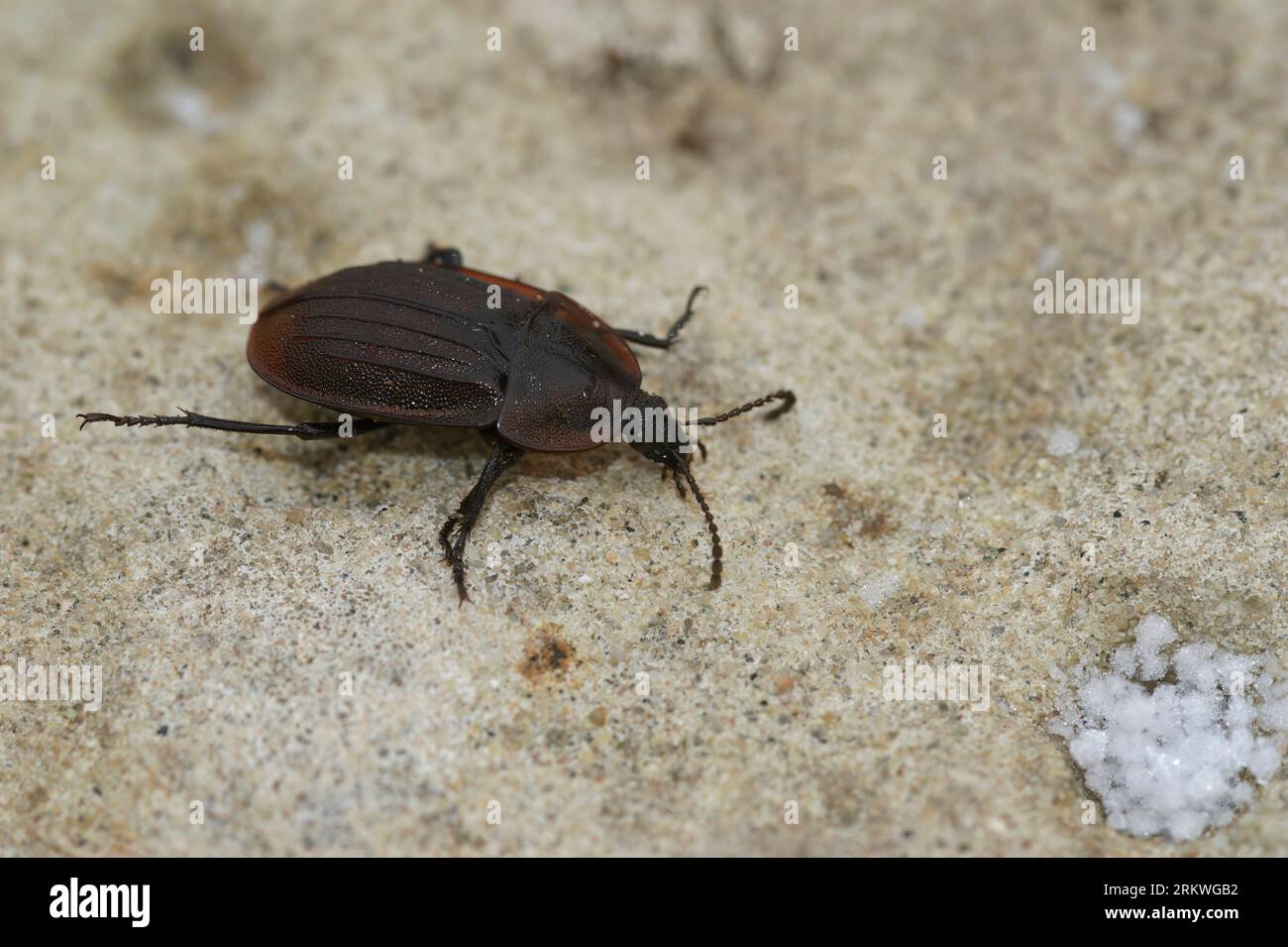 Gros plan détaillé sur un charotin de Phosphuga atrata brun, plat, tuant les escargots assis sur une pierre Banque D'Images