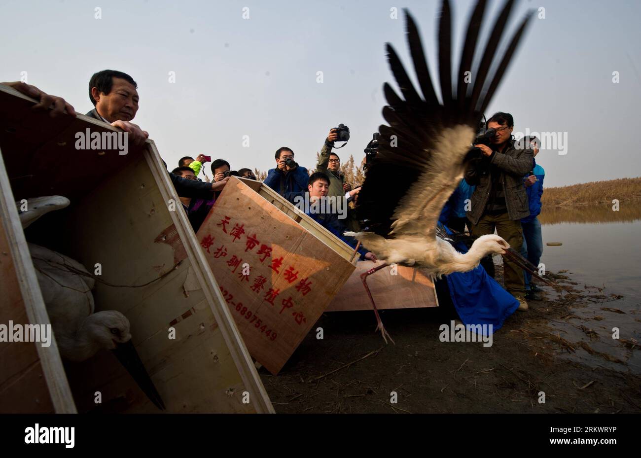 Bildnummer : 58725402 Datum : 21.11.2012 Copyright : imago/Xinhua (121121) -- TIANJIN, 21 novembre 2012 (Xinhua) -- une cigogne blanche orientale est libérée dans la réserve naturelle des zones humides de Beidagang à Tianjin, dans le nord de la Chine, le 21 novembre 2012. Un total de 13 cigognes blanches orientales ont été sauvées par une agence de sauvetage et d’élevage d’animaux sauvages à Tianjin après qu’elles aient été trouvées empoisonnées depuis novembre 11. Ils ont été relâchés mercredi après avoir été soignés. La cigogne blanche orientale est répertoriée sous le plus haut niveau de protection animale de la Chine, car seulement 2 500 à 3 000 d'entre elles existent actuellement dans le pays. L'espèce, qui rep Banque D'Images