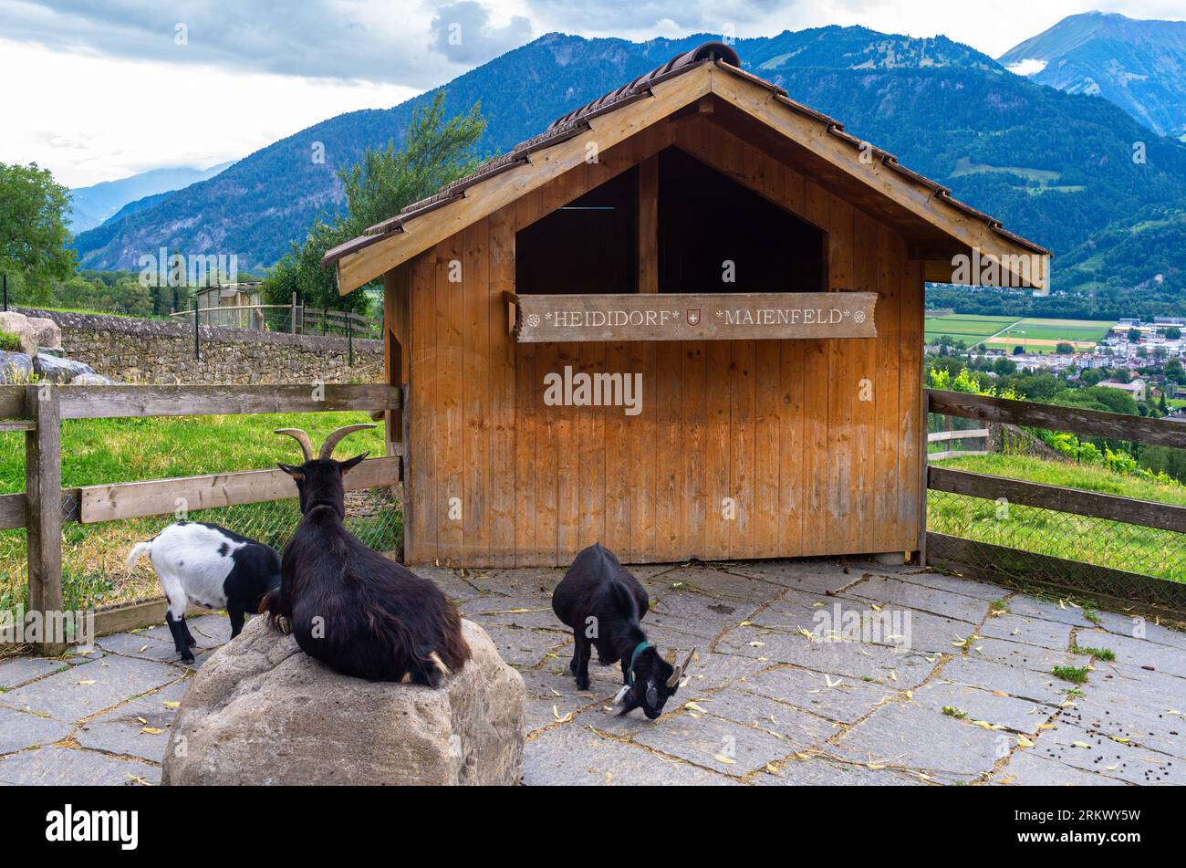Maienfeld, Suisse - 25 juillet 2023 : chèvres au village du personnage de film et de dessin animé Heidi près de Maienfeld dans le canton suisse de Graubunden -GRI Banque D'Images