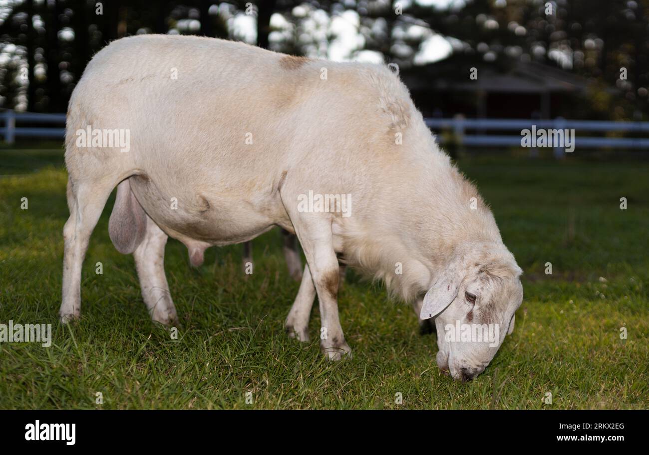 Grand mouton Katahdin bélier mangeant sur un pâturage en été avec une clôture blanche derrière. Banque D'Images