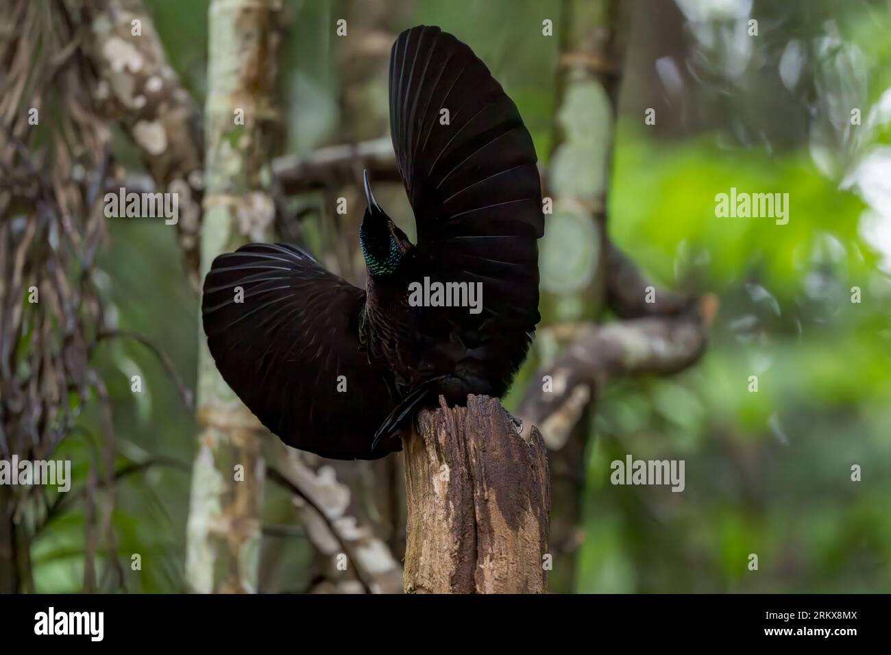 Un magnifique oiseau-rivage mâle du Victoria est perché sur une souche d'arbre de la forêt tropicale, les ailes tendues dans une exposition de cour. Banque D'Images