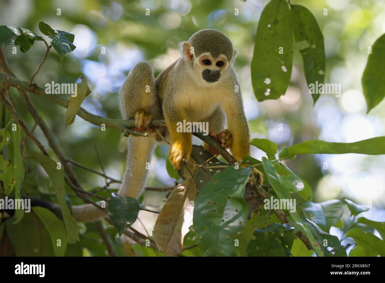 Singe écureuil guyanais mâle ou singe écureuil commun (Saimiri sciureus) dans un arbre, Amazonie, Brésil Banque D'Images