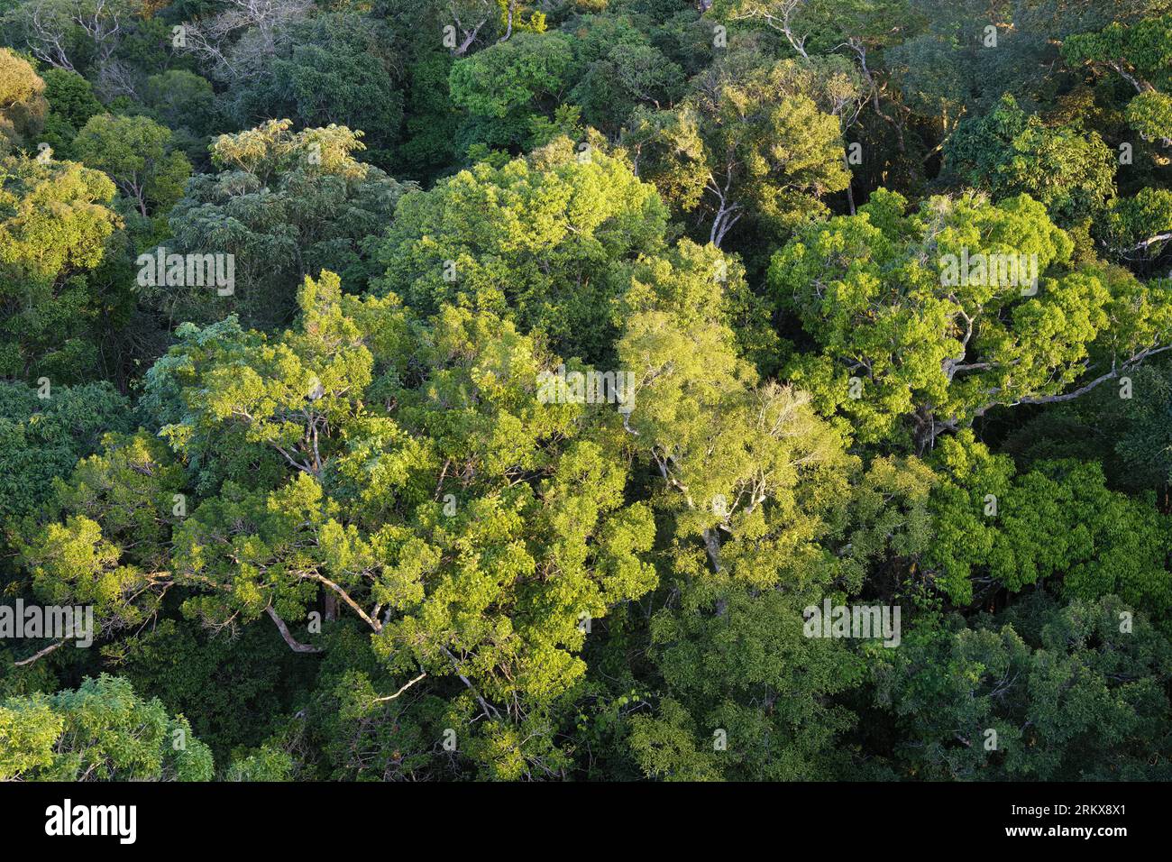 Vue sur la canopée de la réserve forestière Adolpho Ducke, Manaus, État d'Amazonie, Brésil Banque D'Images