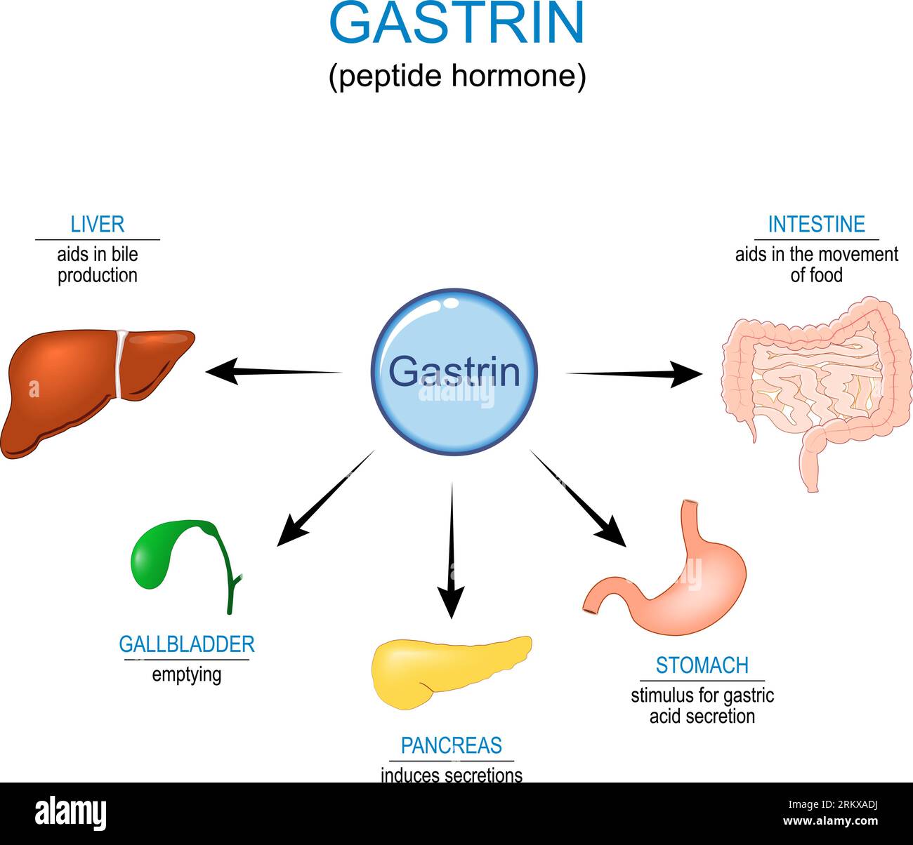 La fonction hormonale de la gastrine. Hormone gastrointestinale qui