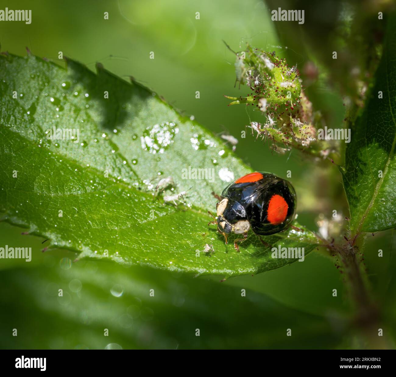 Macro d'une coccinelle sur une fleur pleine de poux Banque D'Images