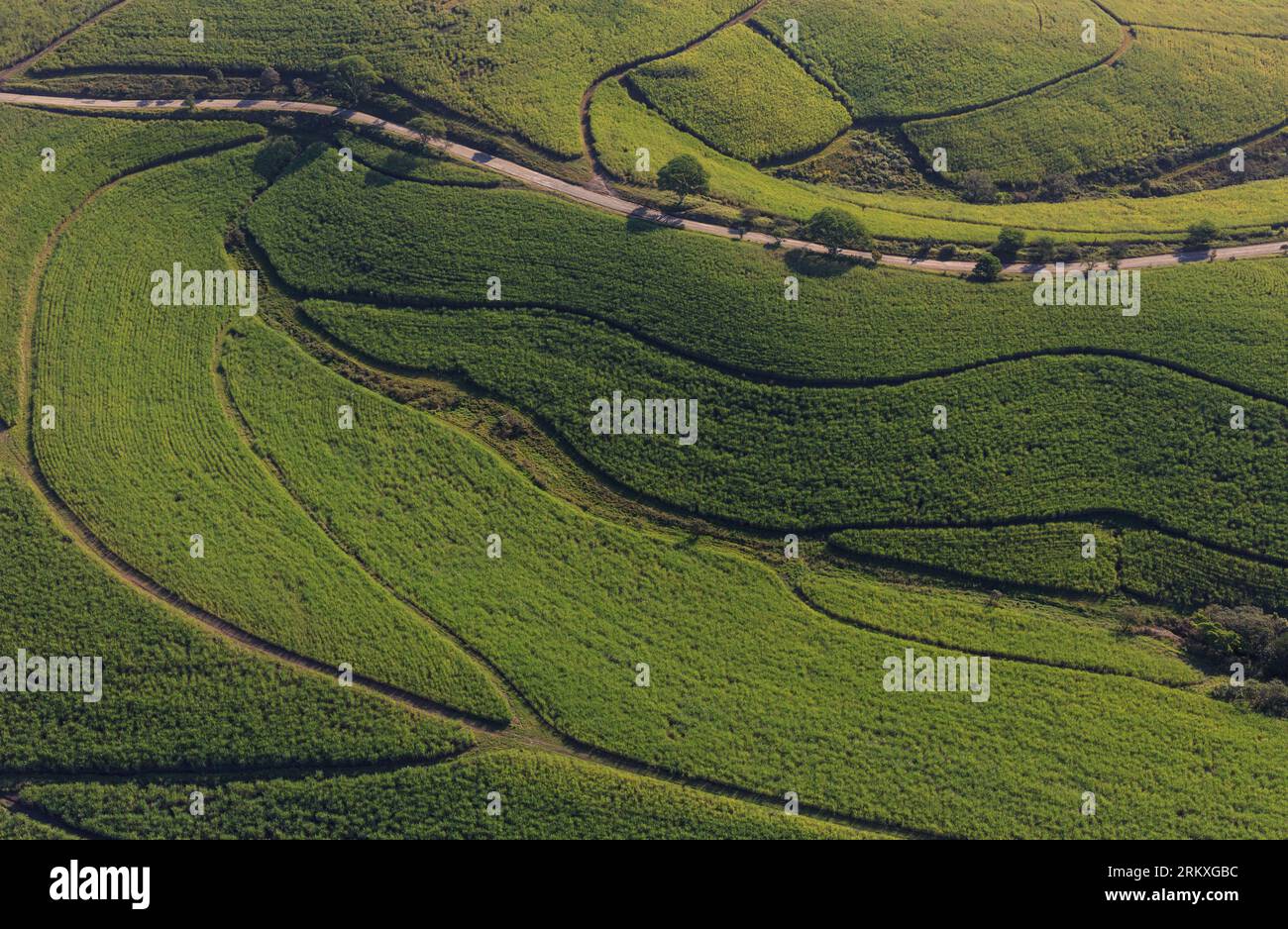 Photographie aérienne de canne à sucre ou canne à sucre, une espèce de graminées hautes et pérennes qui est utilisée pour la production de sucre. Banque D'Images