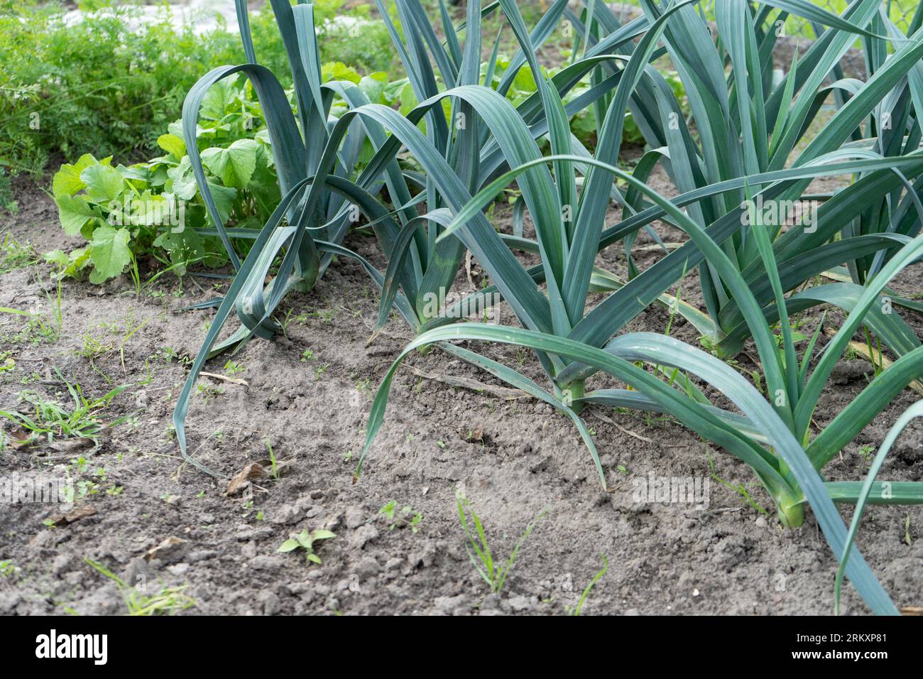 Patch de légumes avec poireaux, laitue et carottes Banque D'Images