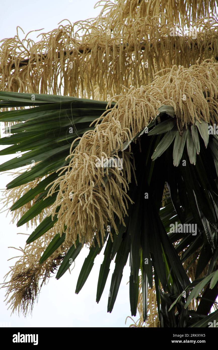 Bildnummer : 59108631 Datum : 20.01.2013 Copyright : imago/Xinhua (130120) -- SINGAPOUR, 20 janvier 2013 (Xinhua) -- la photo prise le 9 janvier 2013 montre un palmier en fleurs dans les jardins botaniques de Singapour. Ce type de palmiers a normalement une espérance de vie de 30 à 80 ans. Il ne fleurit qu'une seule fois dans sa vie et meurt après avoir produit les graines. Le palmier des jardins botaniques de Singapour a été vécu pendant 80 ans et a récemment fleuri avec environ 24 millions de fleurs. (Xinhua/Chen Jipeng) SINGAPORE-PALM TREE-BLOSSOM PUBLICATIONxNOTxINxCHN Gesellschaft Pflanze Blüte Palme Baum Premiumd x0x xds 2013 hoch Banque D'Images