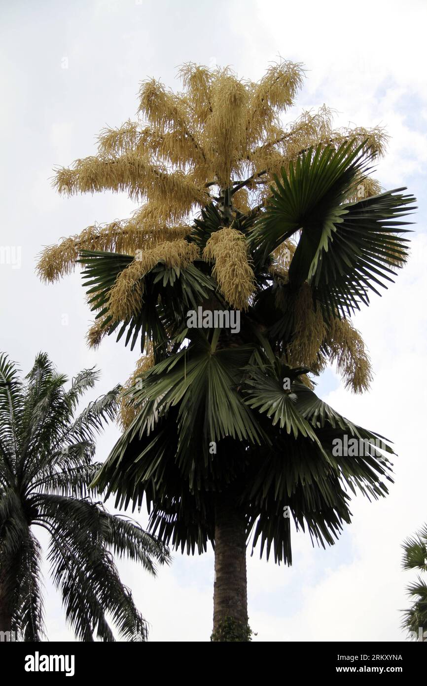 Bildnummer : 59108632 Datum : 20.01.2013 Copyright : imago/Xinhua (130120) -- SINGAPOUR, 20 janvier 2013 (Xinhua) -- la photo prise le 9 janvier 2013 montre un palmier en fleurs dans les jardins botaniques de Singapour. Ce type de palmiers a normalement une espérance de vie de 30 à 80 ans. Il ne fleurit qu'une seule fois dans sa vie et meurt après avoir produit les graines. Le palmier des jardins botaniques de Singapour a été vécu pendant 80 ans et a récemment fleuri avec environ 24 millions de fleurs. (Xinhua/Chen Jipeng) SINGAPORE-PALM TREE-BLOSSOM PUBLICATIONxNOTxINxCHN Gesellschaft Pflanze Blüte Palme Baum Premiumd x0x xds 2013 hoch Banque D'Images