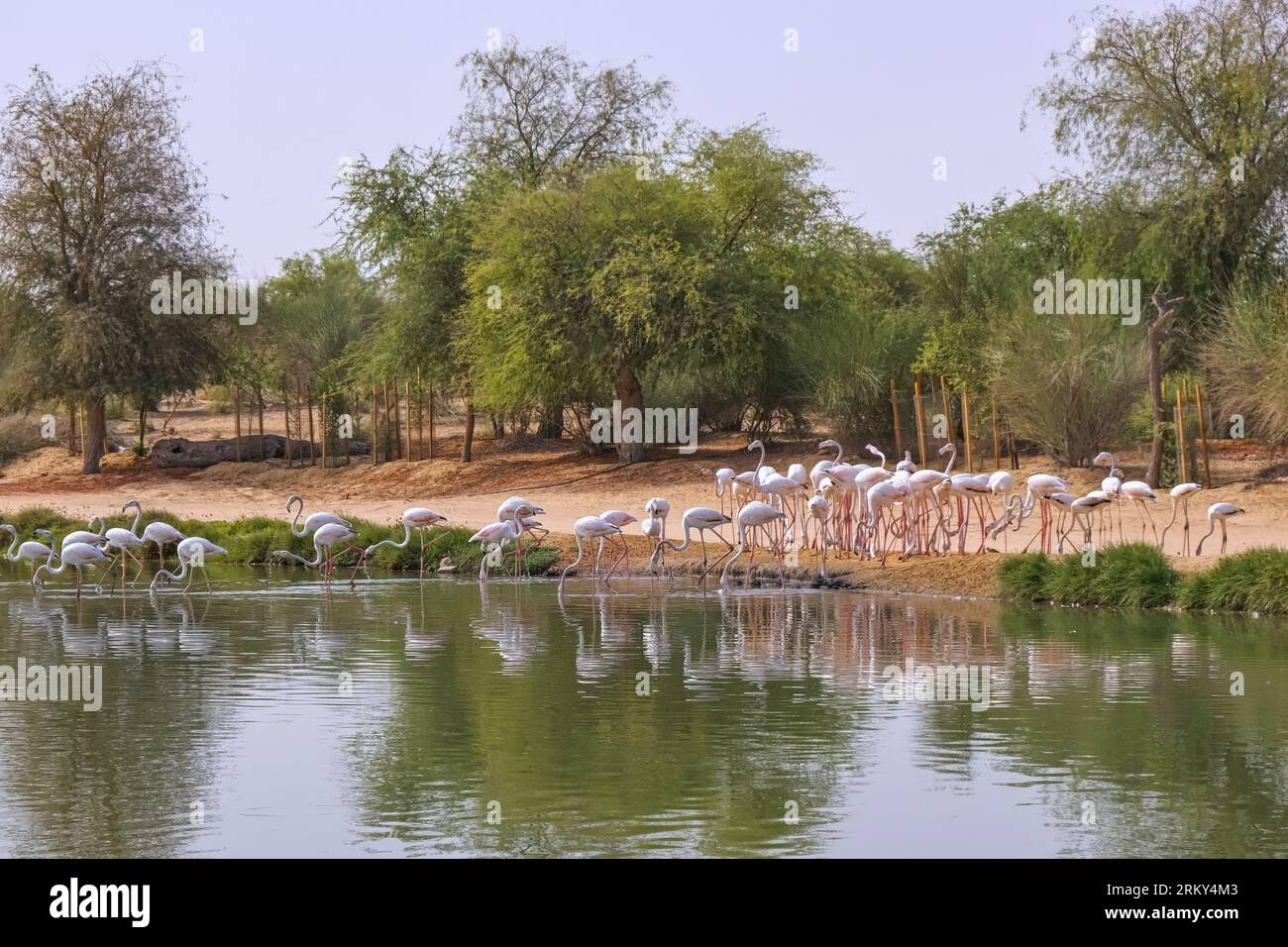 Vue sur le lac artificiel avec flamant rose aux lacs Al Qudra dans la réserve de conservation du désert Al Marmoom. Dubaï, Émirats arabes Unis Banque D'Images