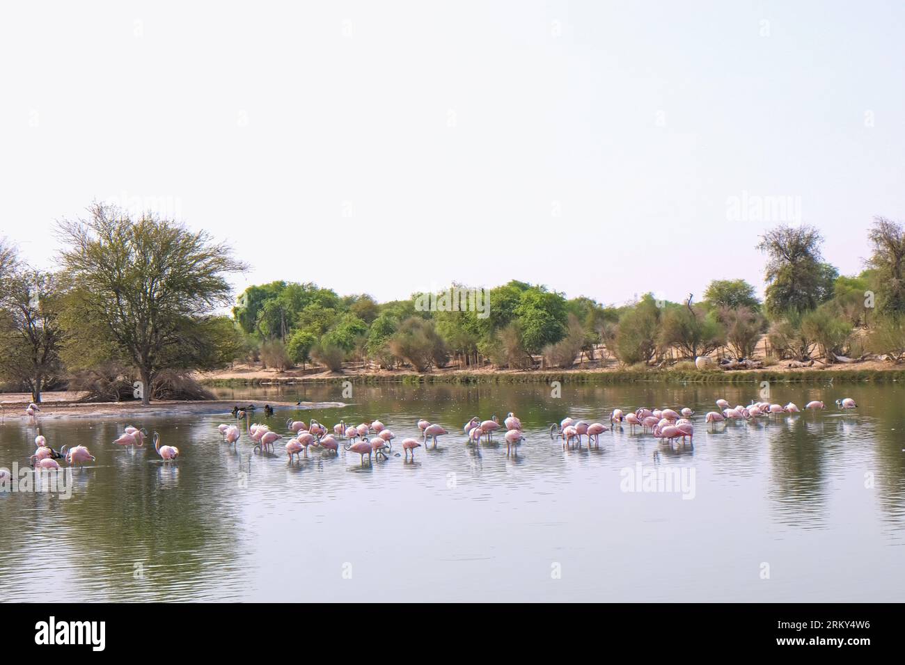 Vue sur le lac artificiel avec flamant rose aux lacs Al Qudra dans la réserve de conservation du désert Al Marmoom. Dubaï, Émirats arabes Unis Banque D'Images