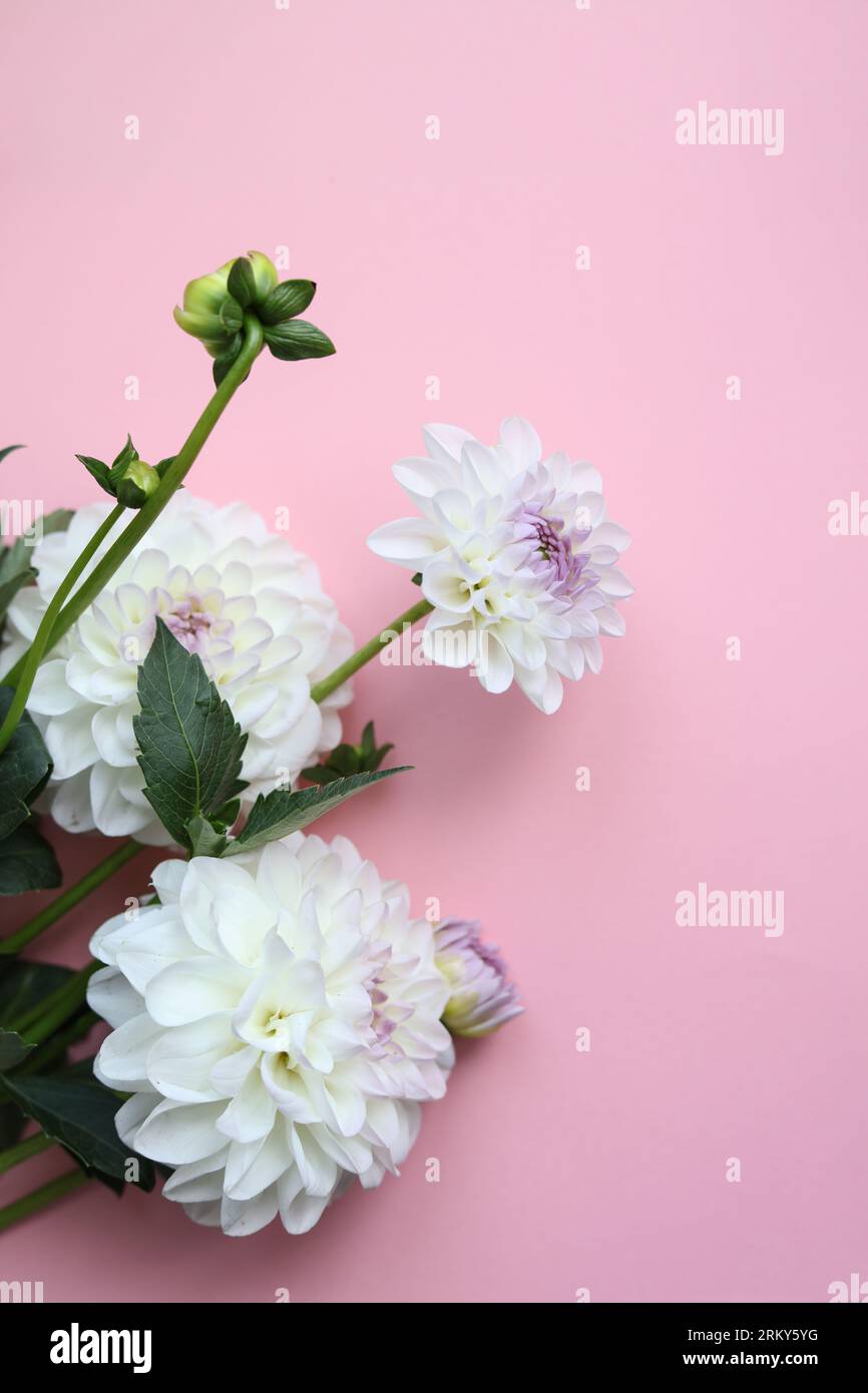belles fleurs de dahlia blanches sur un fond rose pastel Banque D'Images
