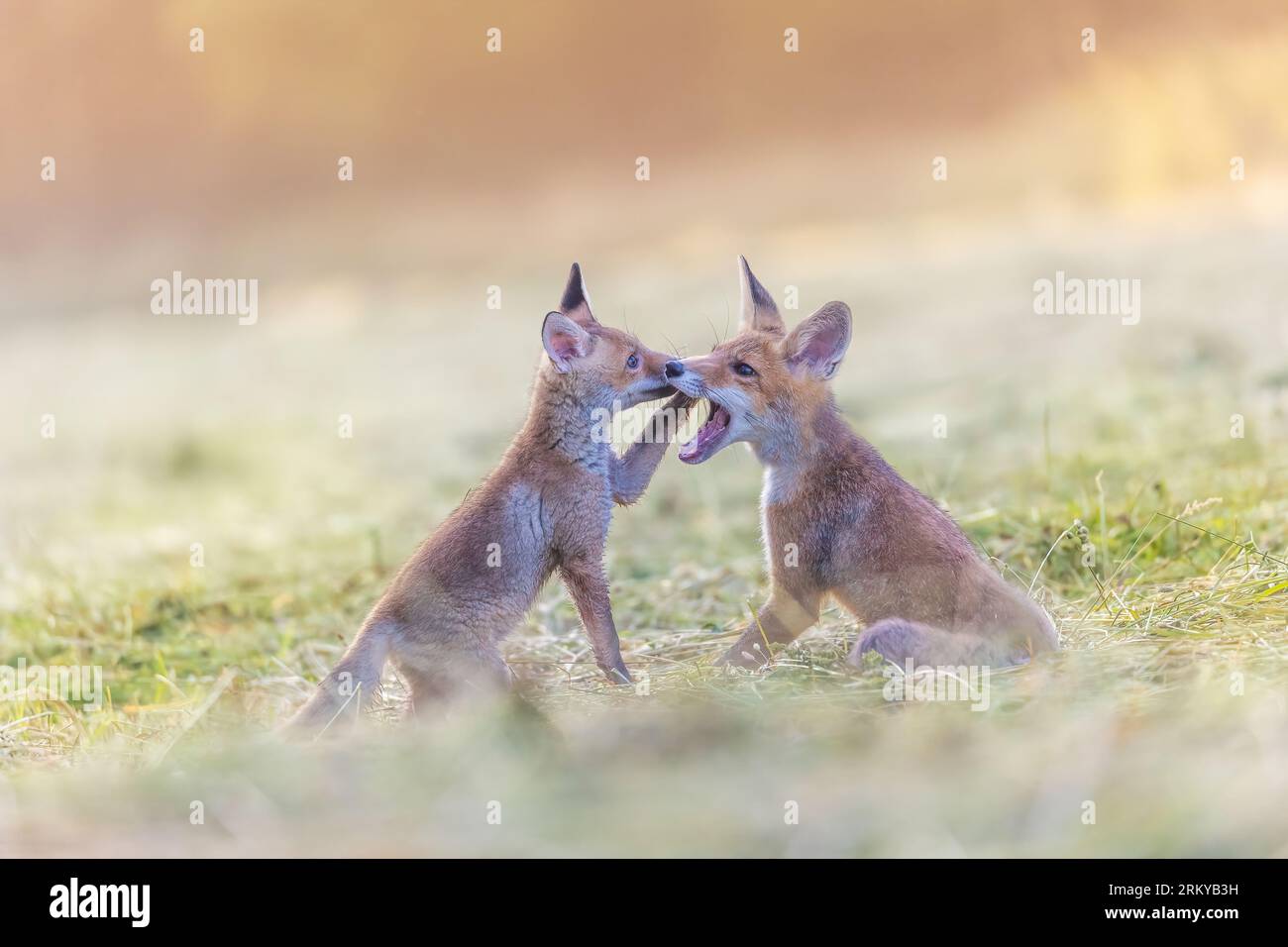 Portrait d'une paire de renards rouges jouant dans le champ à la lumière du soleil. Horizonzally. Banque D'Images