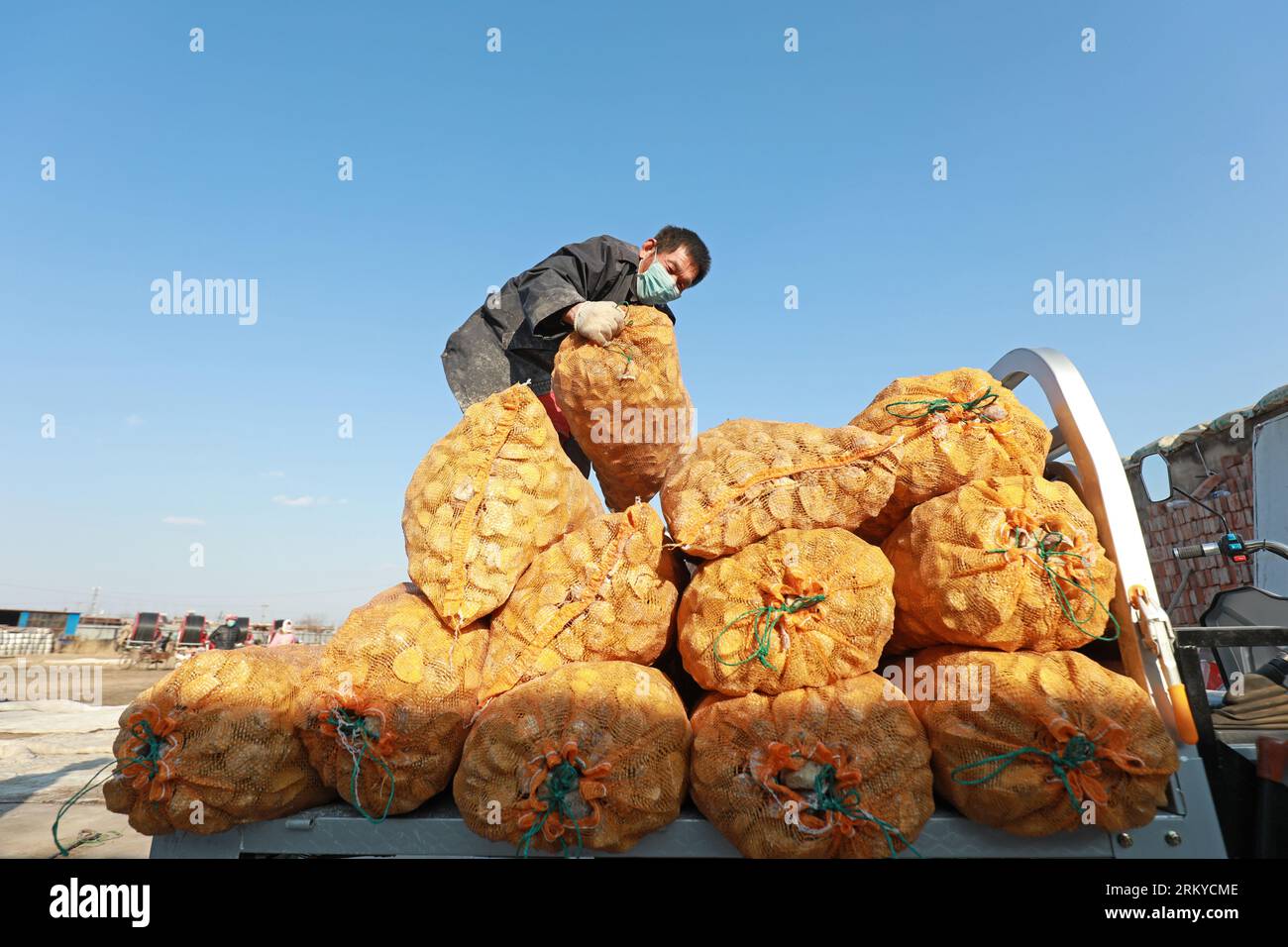 COMTÉ de LUANNAN - 3 mars 2020 : les agriculteurs expédient des pommes de terre et cultivent des pommes de terre dans une ferme, Chine, COMTÉ DE LUANNAN, province du Hebei, Chine Banque D'Images