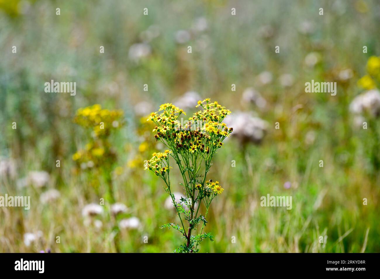 Fleurs de ragwort dans un champ de fleurs sauvages et de mauvaises herbes. Banque D'Images