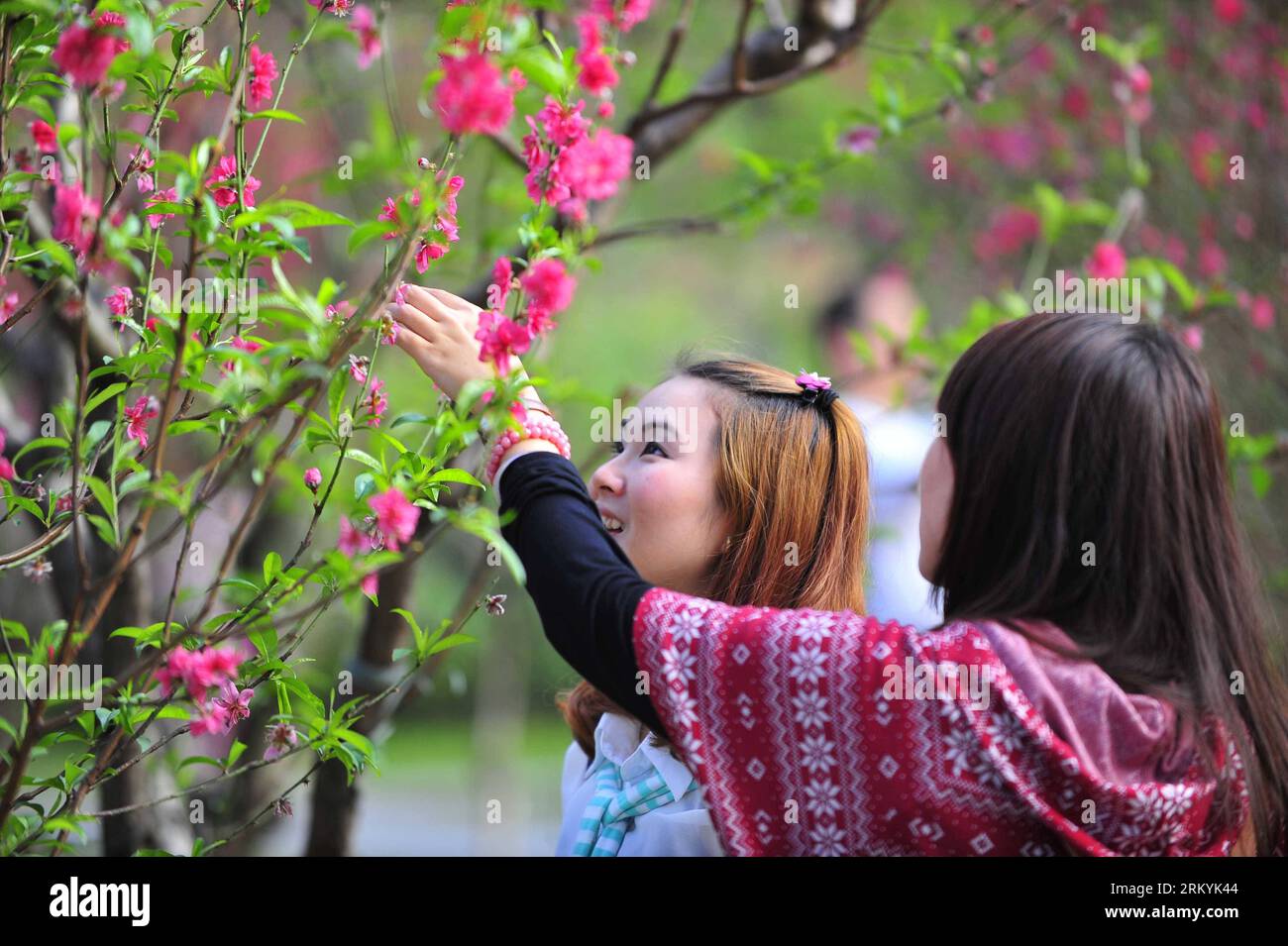 Bildnummer : 59234709 Datum : 18.02.2013 Copyright : imago/Xinhua (130218) -- GUANGZHOU, 18 février 2013 (Xinhua) -- deux filles observent des fleurs de pêche à la montagne Baiyun à Guangzhou, capitale de la province du Guangdong du sud de la Chine, 18 février 2013. Les fleurs de pêche à Taohuajian de la montagne ont fleuri et ont attiré de nombreux visiteurs. (Xinhua/Chen Yehua) (zkr) CHINA-GUANGZHOU-PEACH BLOSSOM(CN) PUBLICATIONxNOTxINxCHN Gesellschaft Pflanze Blüte Pfirsichblüte Park Besucher x0x xdd 2013 quer 59234709 Date 18 02 2013 Copyright Imago XINHUA Guangzhou février 18 2013 XINHUA deux filles regarder les fleurs de pêche À Bai Banque D'Images