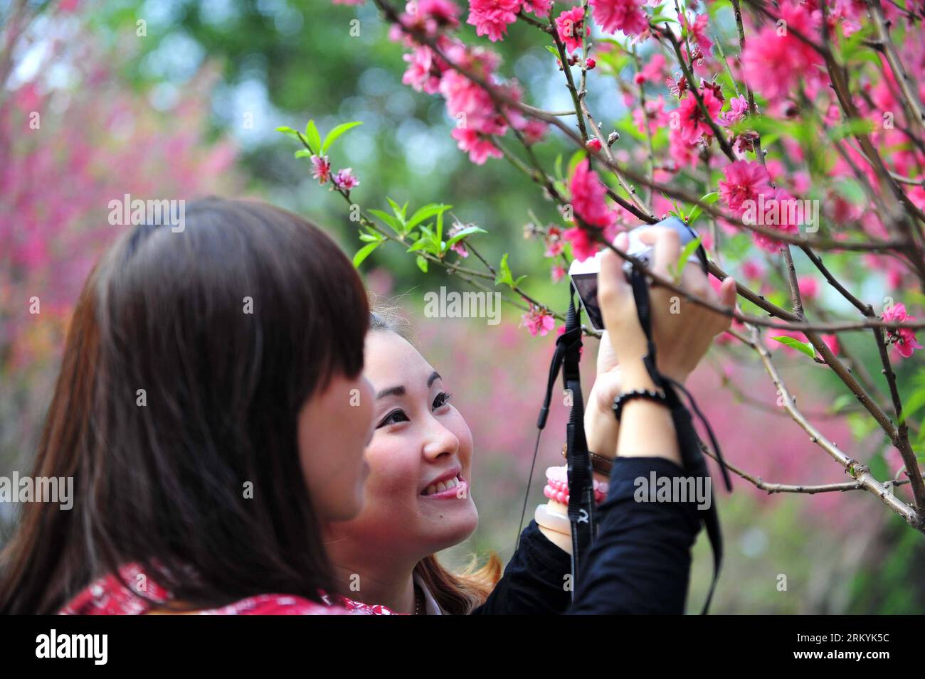 Bildnummer : 59234708 Datum : 18.02.2013 Copyright : imago/Xinhua (130218) -- GUANGZHOU, 18 février 2013 (Xinhua) -- deux filles observent des fleurs de pêche à la montagne Baiyun à Guangzhou, capitale de la province du Guangdong du sud de la Chine, 18 février 2013. Les fleurs de pêche à Taohuajian de la montagne ont fleuri et ont attiré de nombreux visiteurs. (Xinhua/Chen Yehua) (zkr) CHINA-GUANGZHOU-PEACH BLOSSOM(CN) PUBLICATIONxNOTxINxCHN Gesellschaft Pflanze Blüte Pfirsichblüte Park Besucher x0x xdd 2013 quer 59234708 Date 18 02 2013 Copyright Imago XINHUA Guangzhou février 18 2013 XINHUA deux filles regarder les fleurs de pêche À Bai Banque D'Images