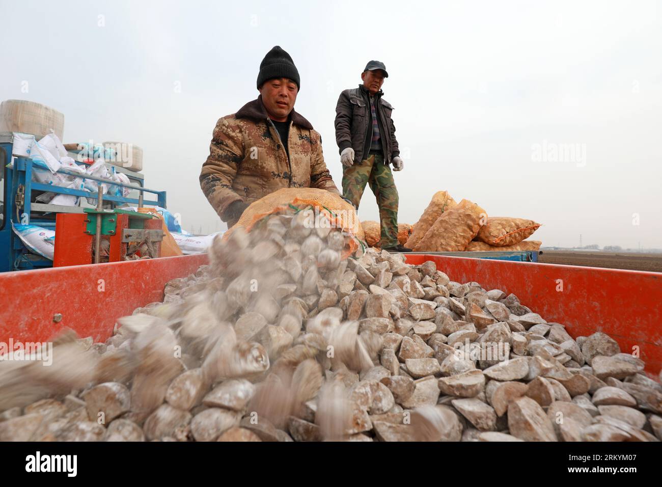 COMTÉ de LUANNAN, province du Hebei, Chine - 12 mars 2020 : les agriculteurs ajoutent des semences de pommes de terre au planteur de la ferme. Banque D'Images