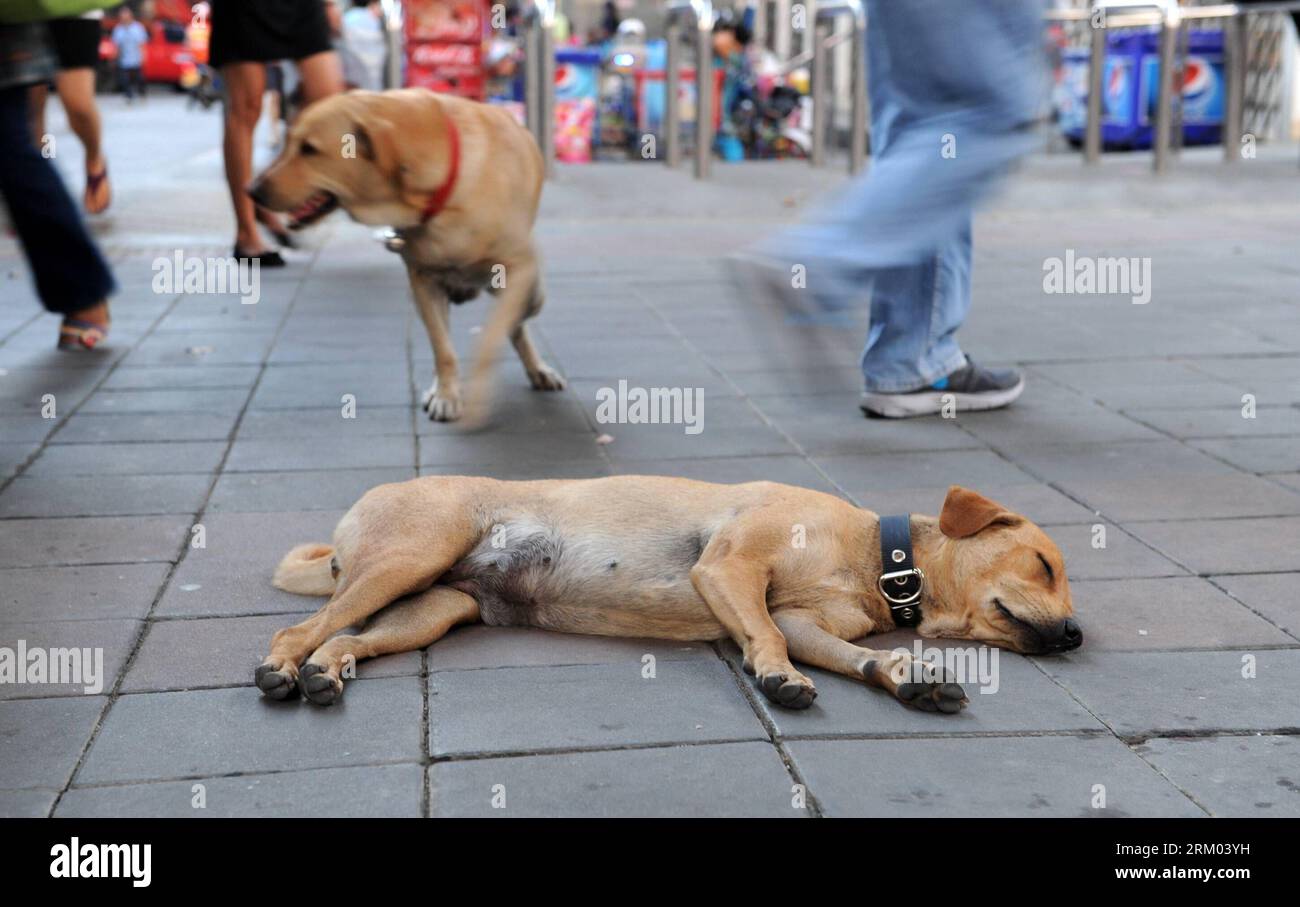 Bildnummer : 59316504 Datum : 07.03.2013 Copyright : imago/Xinhua (130307) -- BANGKOK, 7 mars 2013 (Xinhua) -- Un chien de rue repose au bord de la rue à Bangkok, capitale de la Thaïlande, 7 mars 2013. Une fondation pour les chiens errants à Bangkok a déclaré que la ville compte environ 700 000 chiens errants. (Xinhua/Gao Jianjun) THAILAND-BANGKOK-STREET DOGS PUBLICATIONxNOTxINxCHN Gesellschaft Tiere Hunde Streuner Straßenhunde xjh x0x premiumd 2013 quer 59316504 Date 07 03 2013 Copyright Imago XINHUA Bangkok Mars 7 2013 XINHUA un chien de rue repose par le côté de la rue à Bangkok capitale du pays thaïlandais Mars 7 2013 a F Banque D'Images