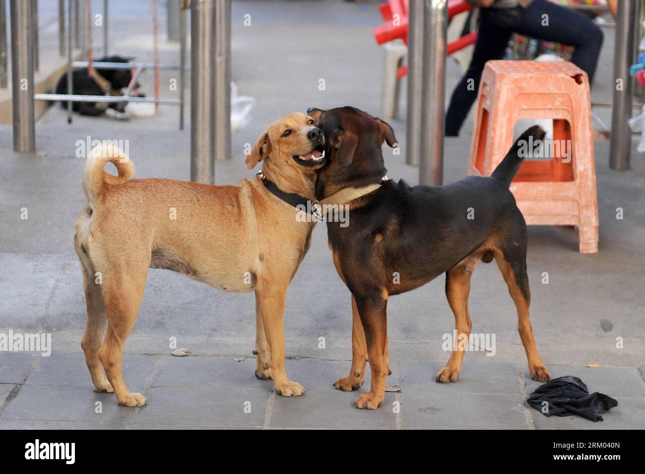 Bildnummer : 59316503 Datum : 07.03.2013 Copyright : imago/Xinhua (130307) -- BANGKOK, 7 mars 2013 (Xinhua) -- deux chiens de rue reposent au bord de la rue à Bangkok, capitale de la Thaïlande, 7 mars 2013. Une fondation pour les chiens errants à Bangkok a déclaré que la ville compte environ 700 000 chiens errants. (Xinhua/Gao Jianjun) THAILAND-BANGKOK-STREET DOGS PUBLICATIONxNOTxINxCHN Gesellschaft Tiere Hunde Streuner Straßenhunde xjh x0x premiumd 2013 quer 59316503 Date 07 03 2013 Copyright Imago XINHUA Bangkok Mars 7 2013 XINHUA deux chiens de rue se reposent par le côté de la rue à Bangkok capitale du pays thaïlandais Mars 7 2013 Banque D'Images