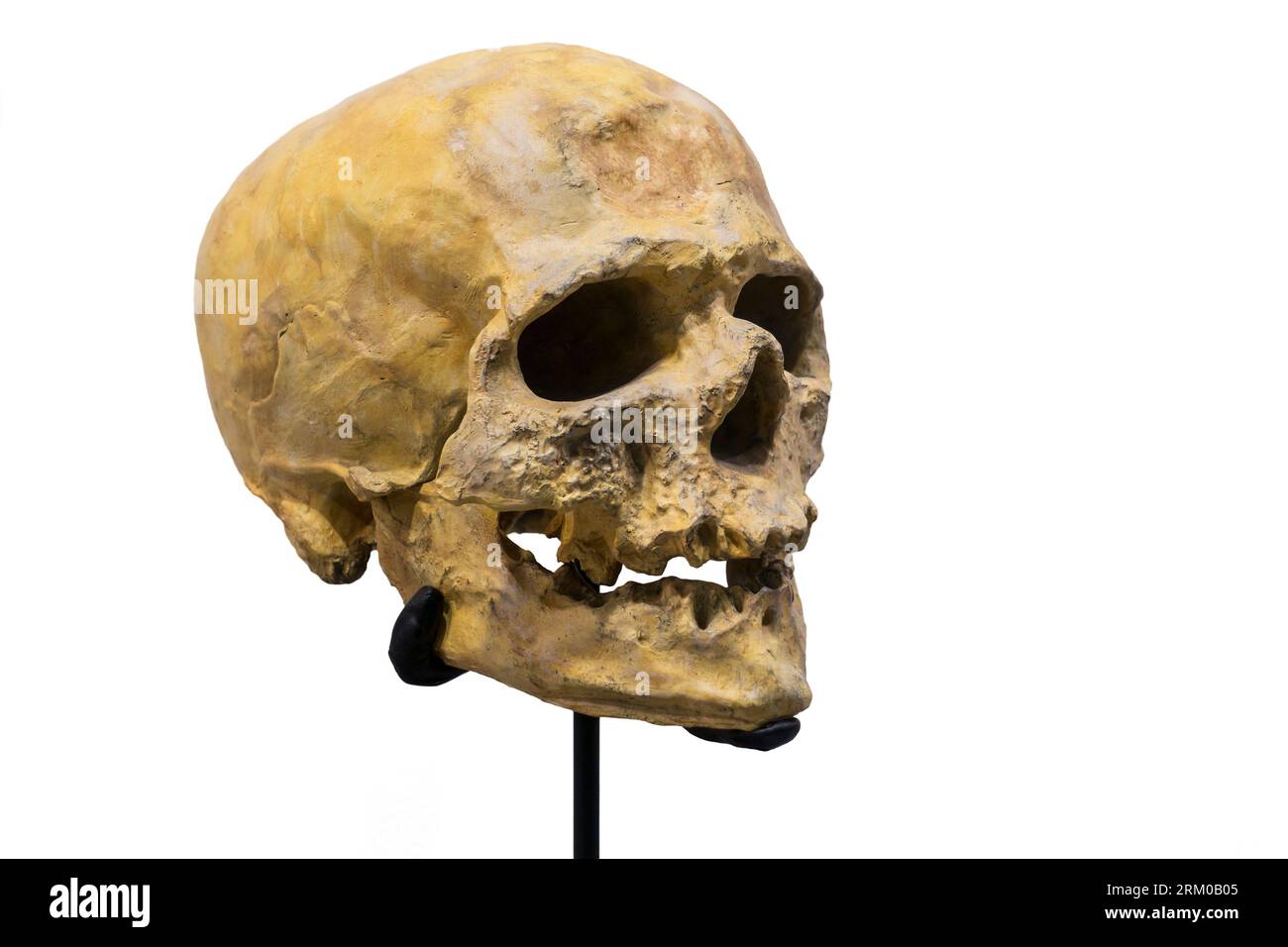 Réplique du crâne de Cro-Magnon, premier humain moderne à s'installer en Europe il y a environ 45 000 ans Banque D'Images