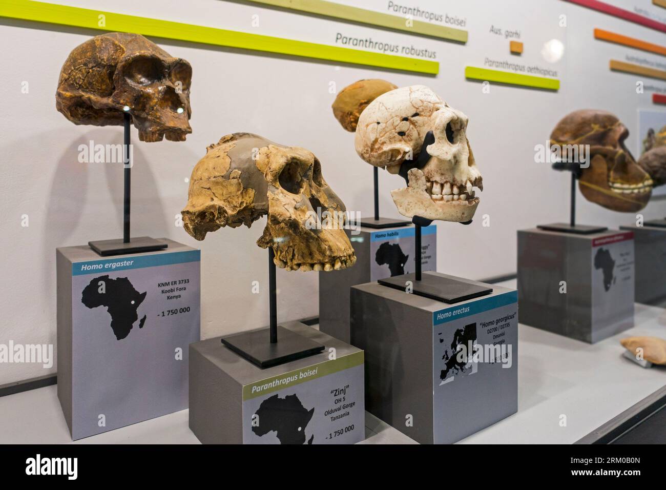 Collection de répliques de crâne d'Hominae préhistoriques, hominidés africains comme Paranthropus boisei, Homo erectus, Homo habilis et Homo ergaster Banque D'Images