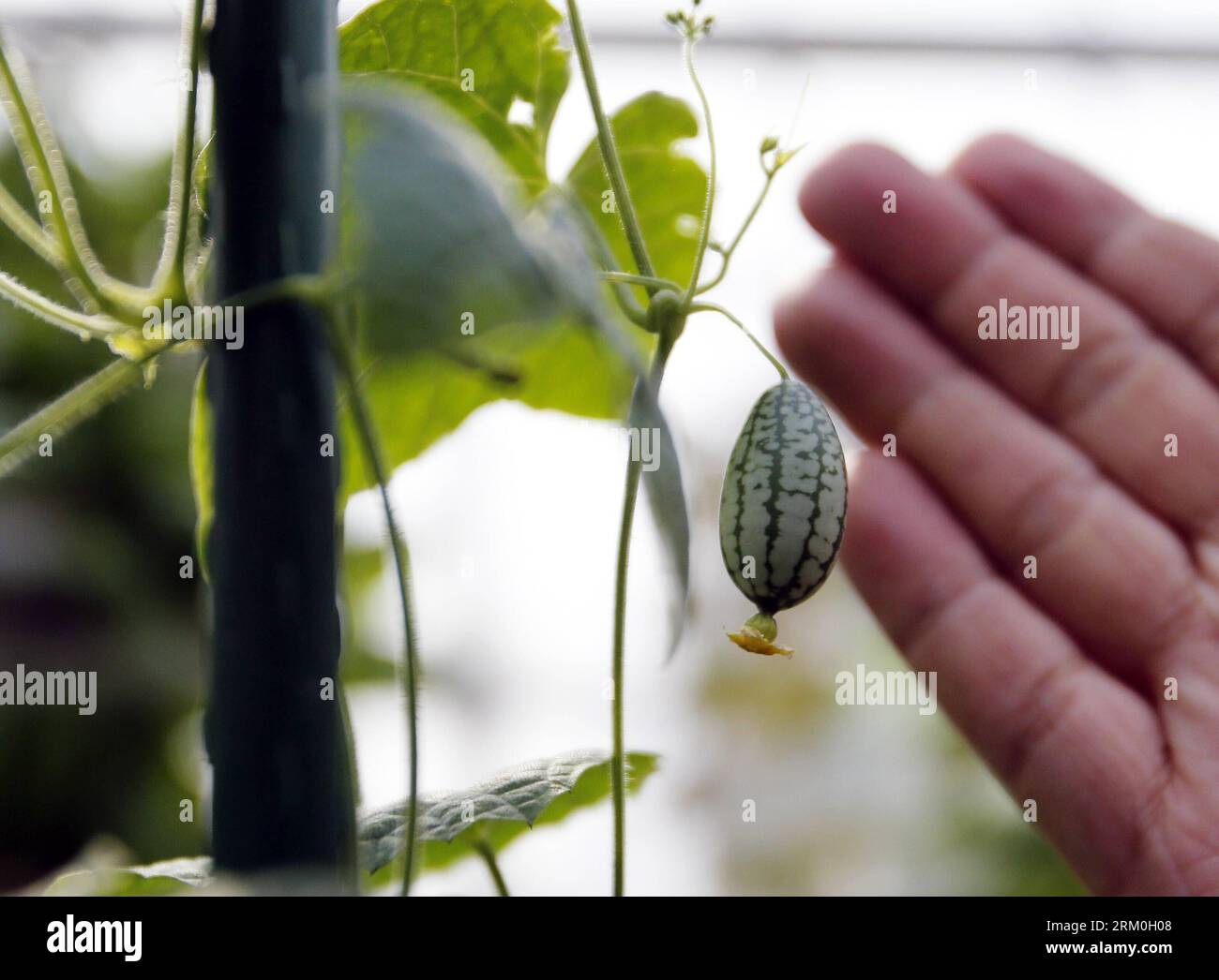 Bildnummer : 59416507 Datum : 23.03.2013 Copyright : imago/Xinhua (130323) -- PÉKIN, 23 mars 2013 (Xinhua) -- Une mini pastèque sans pépins est vue lors du 1e carnaval de l'agriculture au parc Strawberry Expo Park dans le district de Changping, Pékin, capitale de la Chine, le 23 mars 2013. Ouvert samedi, le carnaval se poursuivra jusqu’au 12 mai, mettant en lumière les dernières sciences agricoles, les technologies et les projets agricoles créatifs. (Xinhua/Li Xin) (wqq) CHINA-BEIJING-AGRICULTURE CARNIVAL (CN) PUBLICATIONxNOTxINxCHN Gesellschaft x0x xsk 2013 quer 59416507 Date 23 03 2013 Copyright Imago XINHUA Banque D'Images