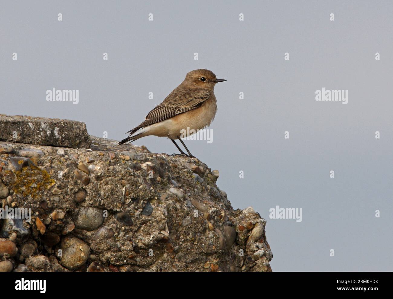 Pied Wheatear (Oenanthe pleschanka) première année femelle sur bunker en béton Norfolk, Royaume-Uni. Octobre Banque D'Images