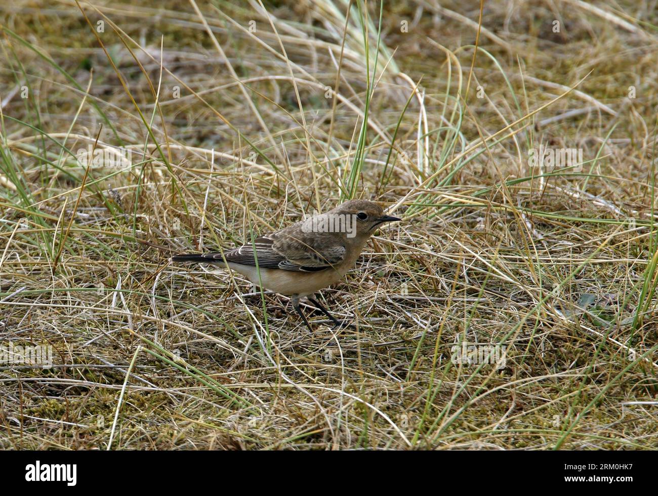 Pied Wheatear (Oenanthe pleschanka) femelle de première année parmi l'herbe marrame Norfolk, Royaume-Uni. Octobre Banque D'Images