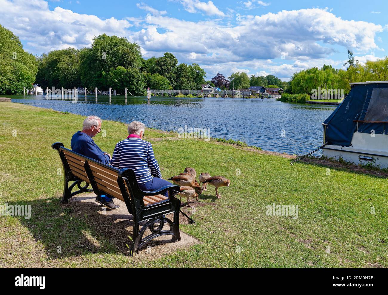 Un couple de personnes âgées assis sur un banc nourrissant des oies au bord de la Tamise à Shepperton un jour d'été, Surrey Angleterre Royaume-Uni Banque D'Images