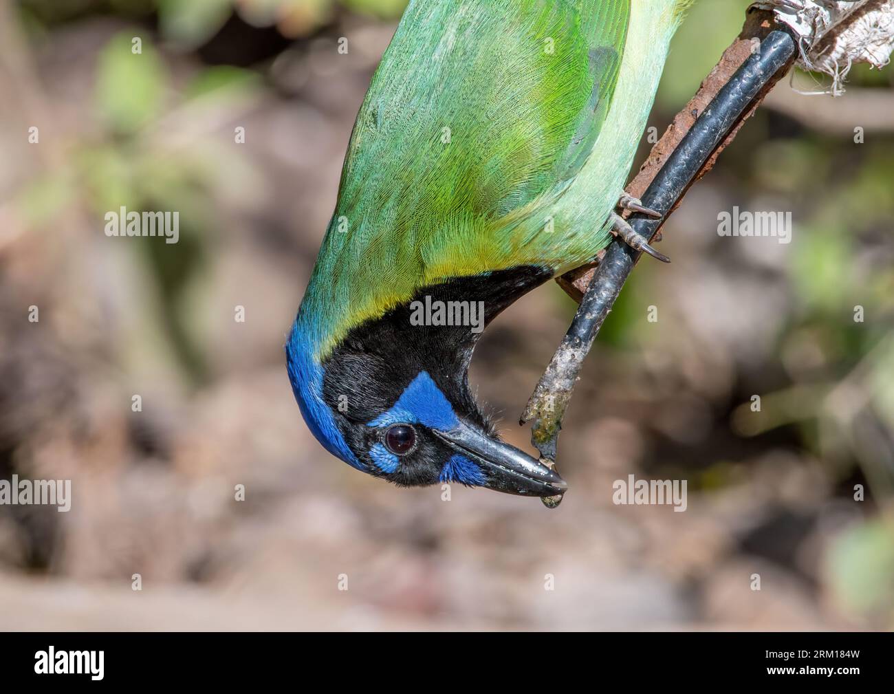 Ce beau geai vert semblait être un maître de la gymnastique car il perché à l'envers recevant une goutte d'eau pour satisfaire sa soif. Banque D'Images