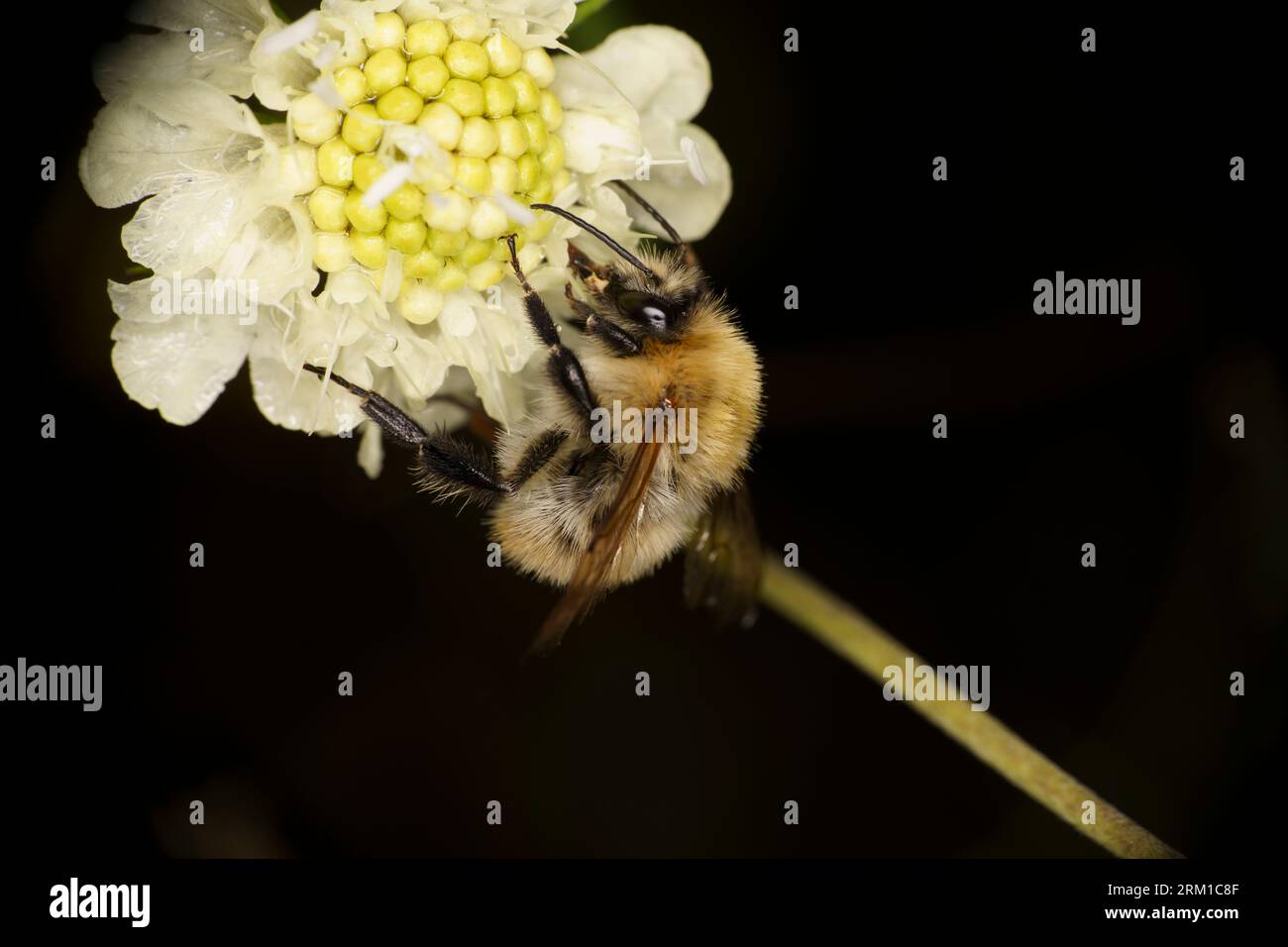 Bombus pascuorum famille Apidae genre Bombus carder Bumble Bee Banque D'Images