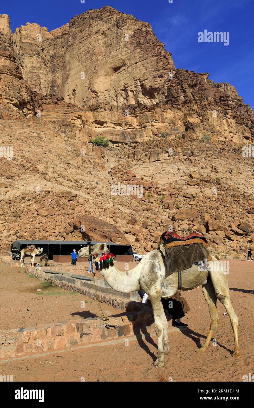 Chameaux à côté de Lawrence's Spring, Wadi Rum, Jordanie, Moyen-Orient Banque D'Images