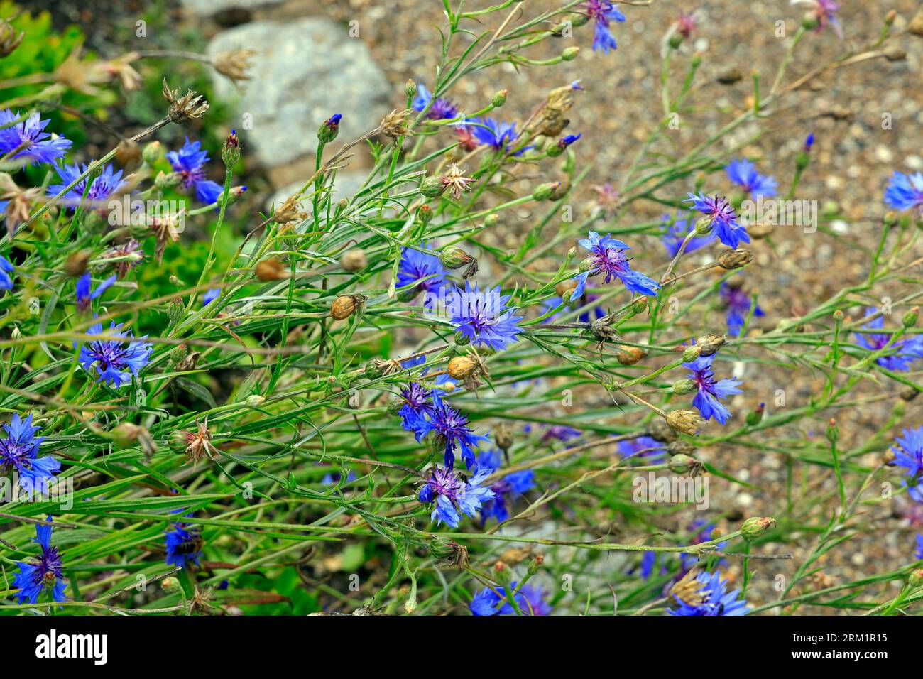 Plantes. Prise en août 2023 Banque D'Images