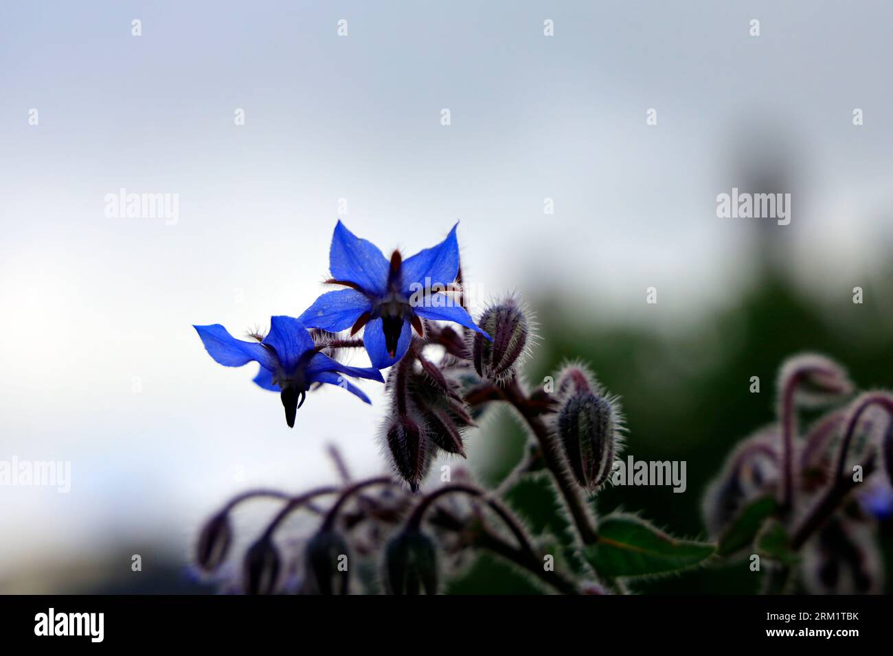 Fleurs de bourrache -Starflower - Borago officinalis - prise août 2023 Banque D'Images