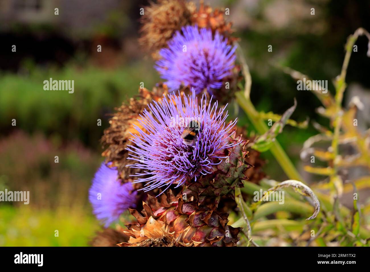 Plantes. Prise en août 2023 Banque D'Images