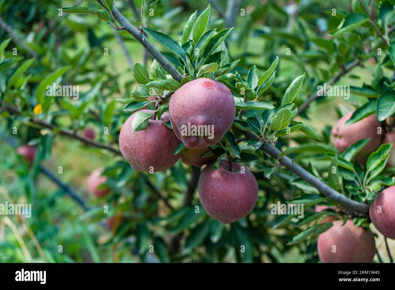 Pommes rouges mûres dans le verger de fruits prêtes à être récoltées Banque D'Images