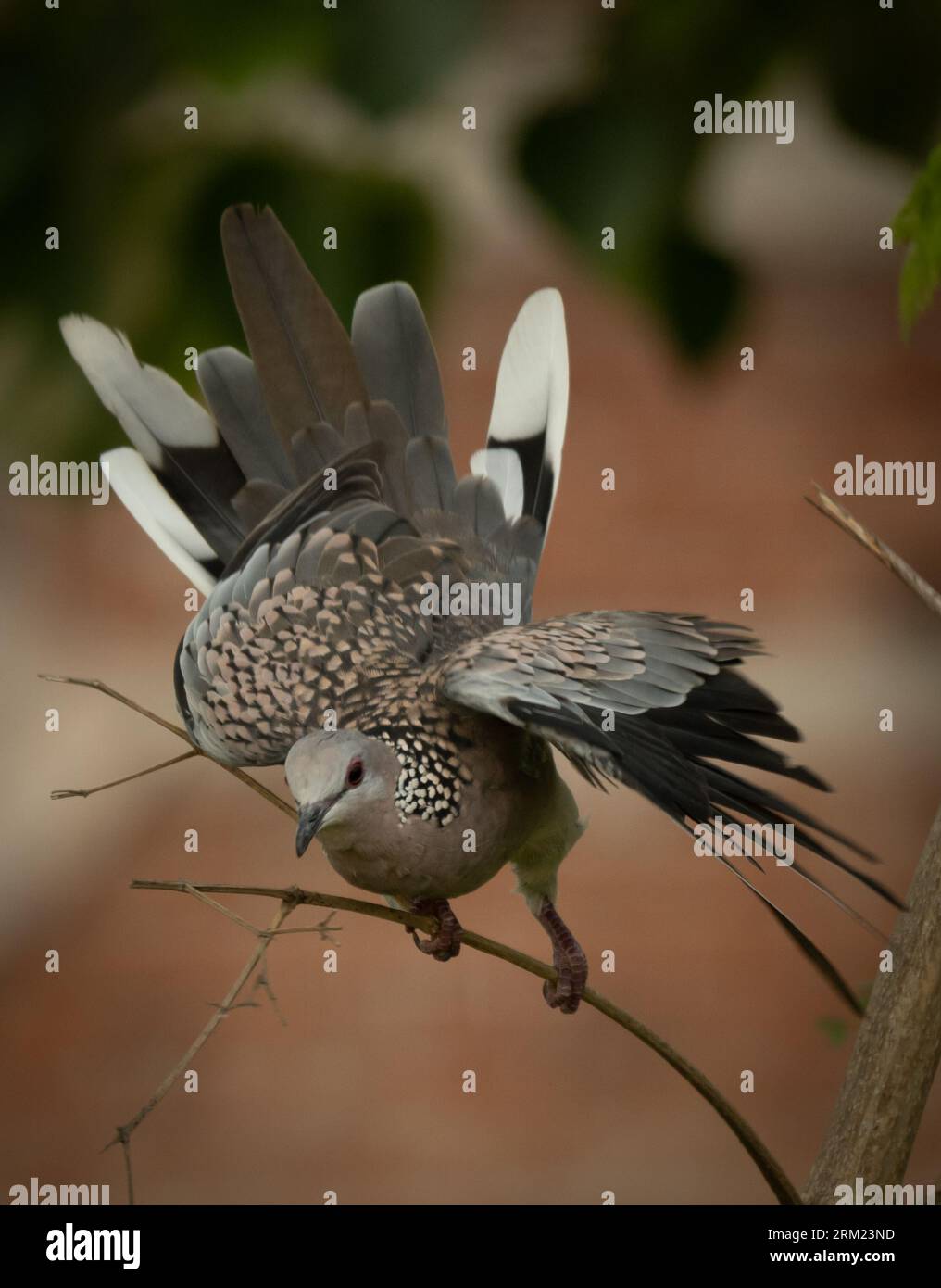 La colombe tachetée (Spilopelia Chinese) est un petit pigeon à longue queue qui est un oiseau reproducteur résident commun dans son aire de répartition indigène Banque D'Images